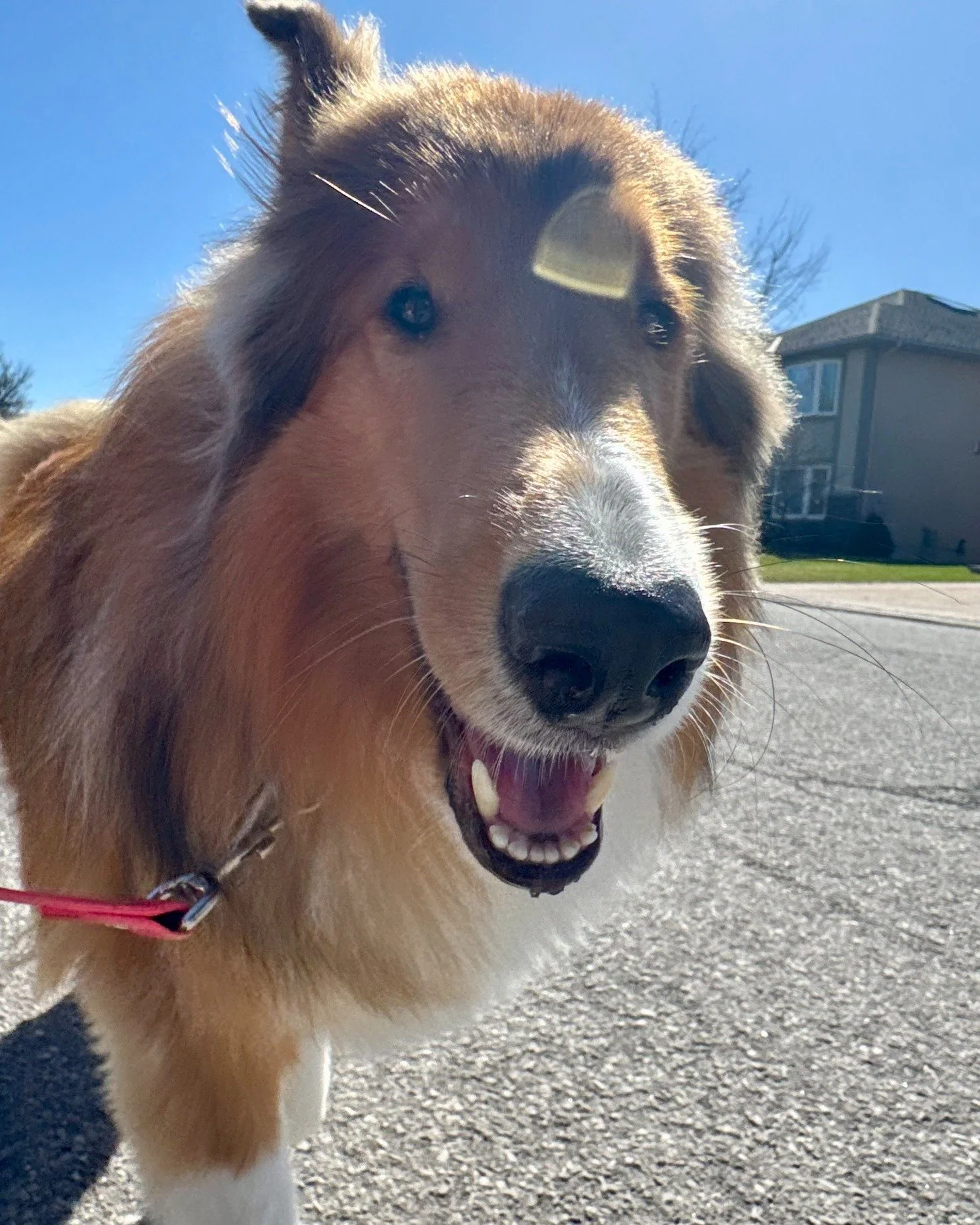 🎯 Timber has been looking forward to this walk since his last walk.