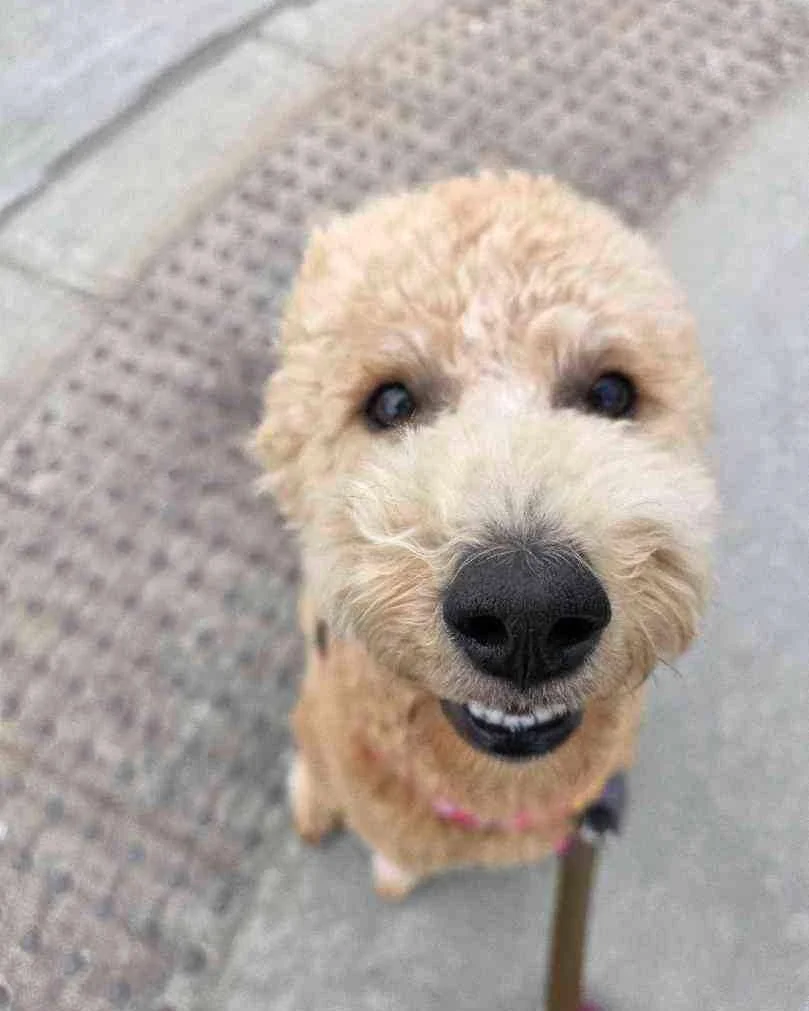 🐾 Pet of the Week - Meet Shia! 🐾

✨ Sweet, bouncy, and absolutely full of charm - Shia is the kind of dog who makes everyone around her smile. We have no idea how she does it but we're not complaining.

👣 She struts through every walk like she own