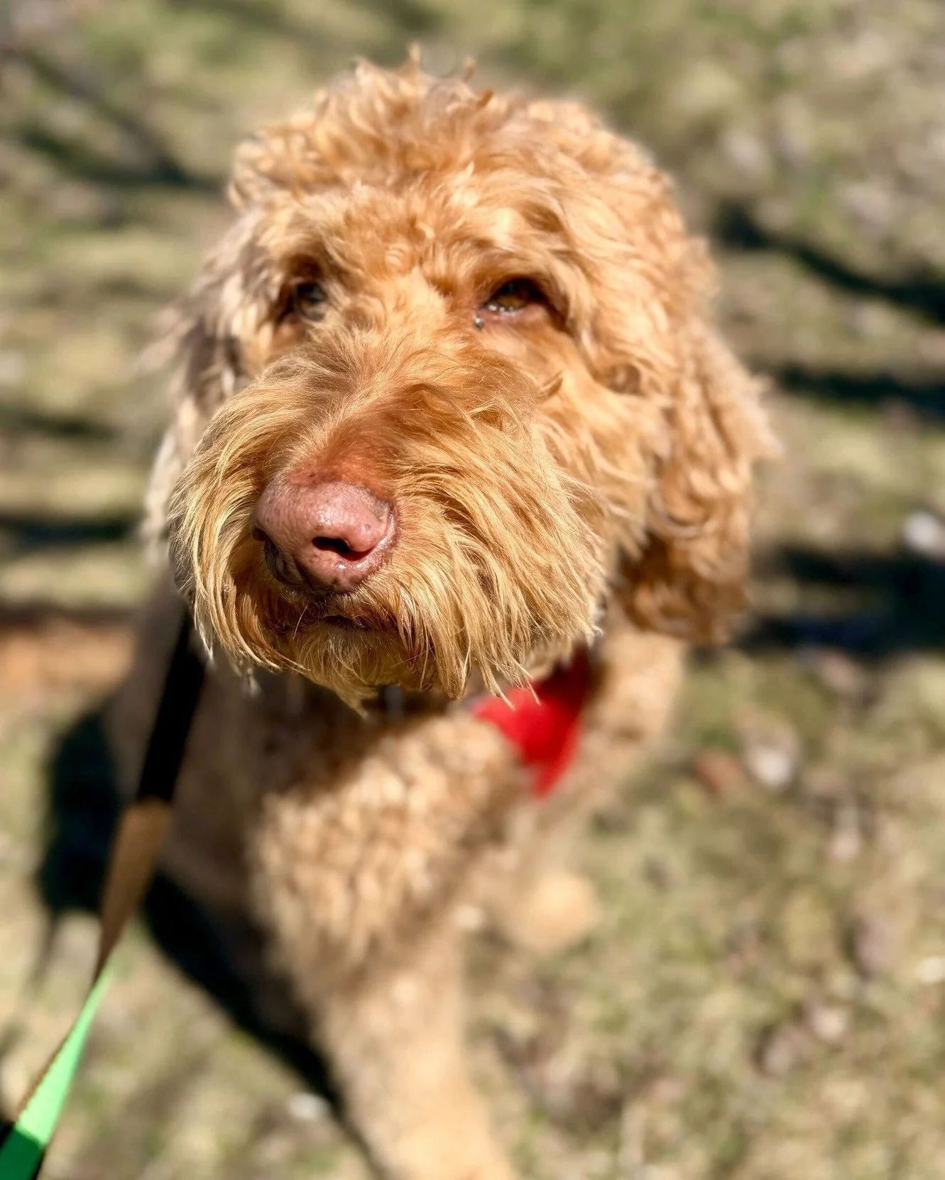 📰 Breed All About It - Goldendoodle! 📰

Say hello to Beans, who is giving us everything a Goldendoodle should. ✨

🐕 Goldendoodles are a cross between a Golden Retriever and a Poodle, first widely bred in the 1990s. The goal was simple - combine th