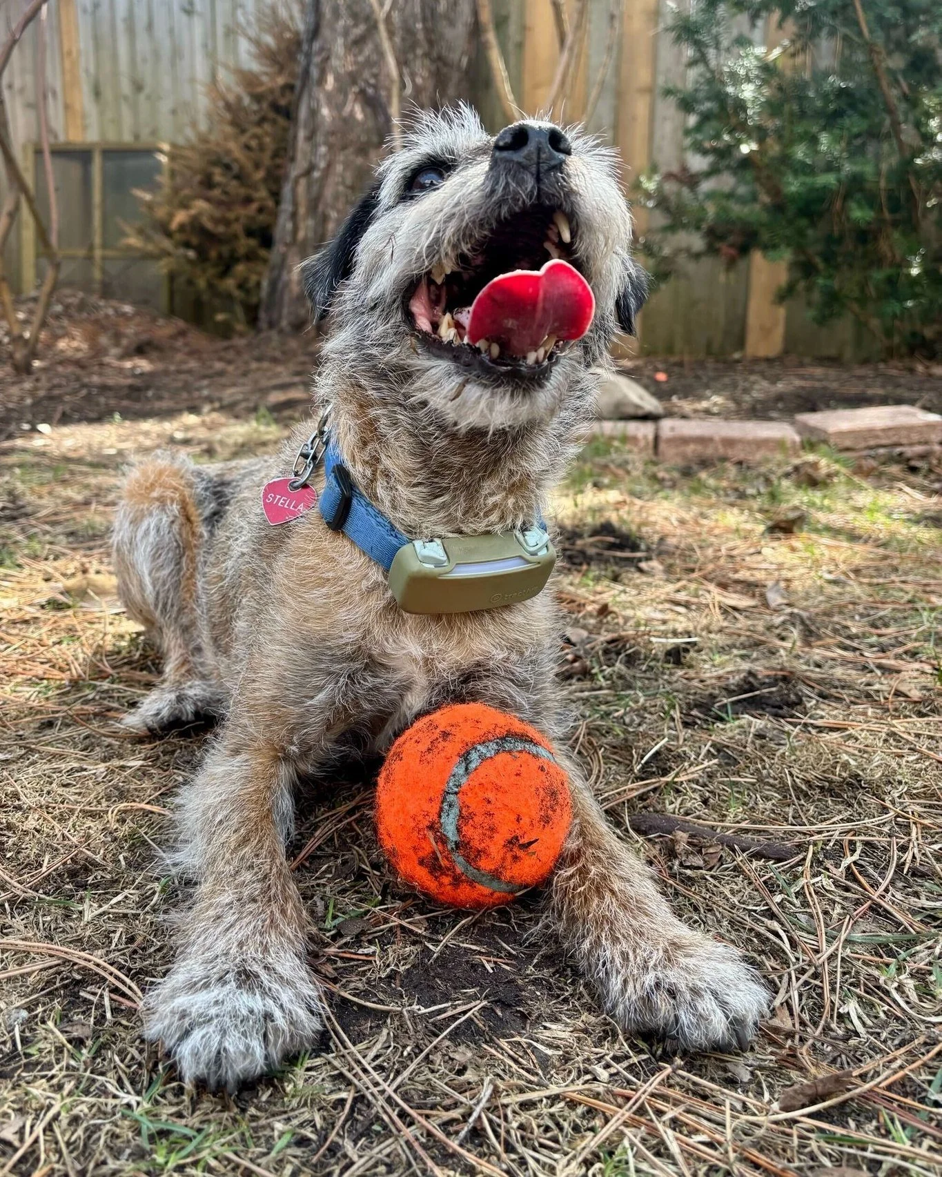 🐕 We've been thinking about what our dogs actually need during the day...

Not every pup needs the same thing. And we think we've found a way to give more dogs access to the care they deserve.

Tomorrow, we'll show you what we mean. 👀