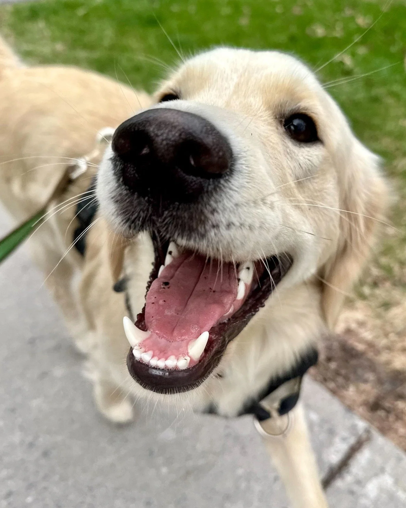 🎉 Introducing our newest service: the Express Blockwalk!

⏱️ 15 minutes of focused, efficient outdoor time for your pup, available between 11am-2pm, Monday-Friday. 

Perfect for dogs who just need a midday stretch and potty break, or families lookin