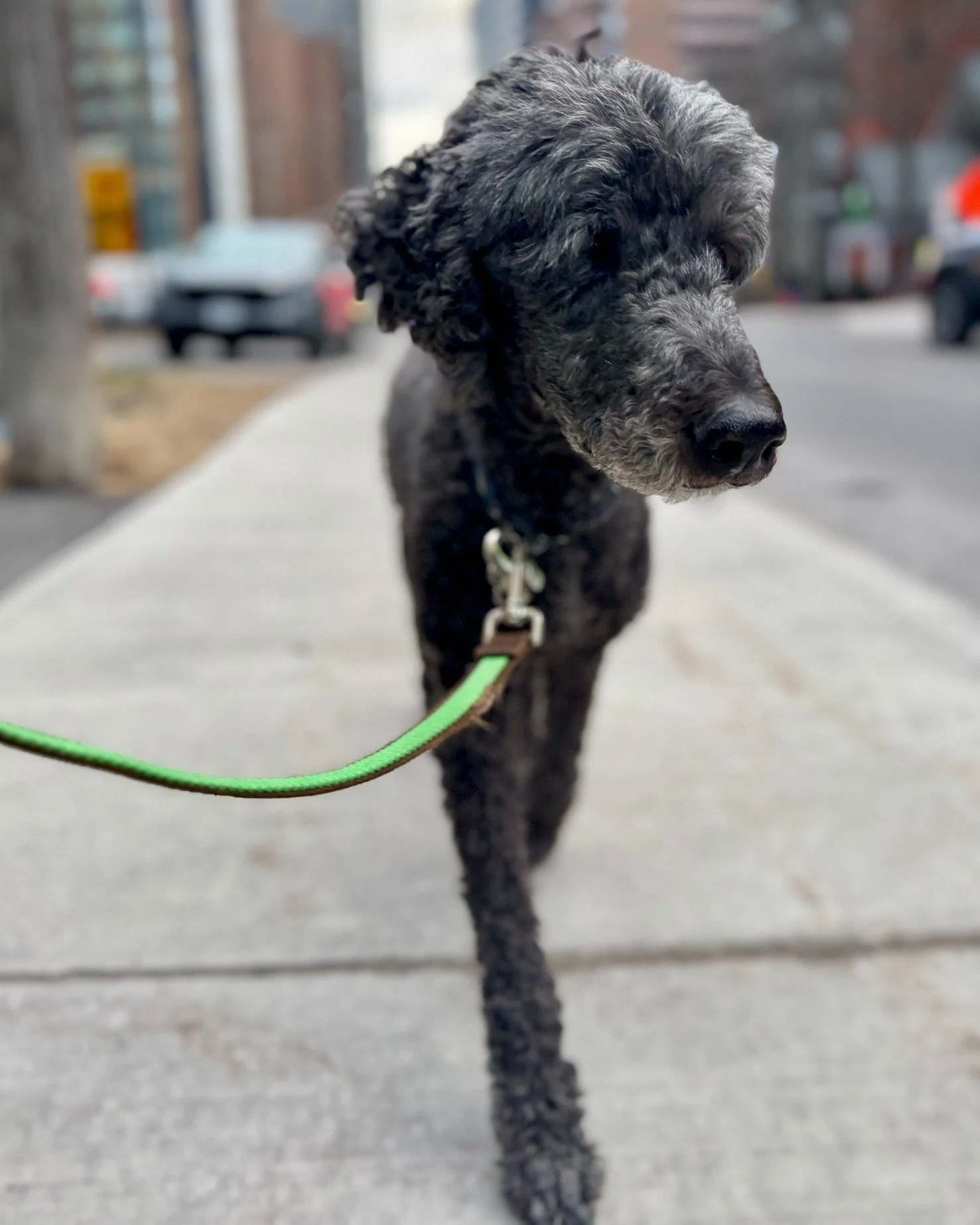 💡 Did you know May is Canine Arthritis Awareness Month? Ernest wants to help keep you informed!

🦴 Arthritis is one of the most common conditions in older dogs, but it often goes unnoticed because dogs are incredibly good at hiding pain. By the tim