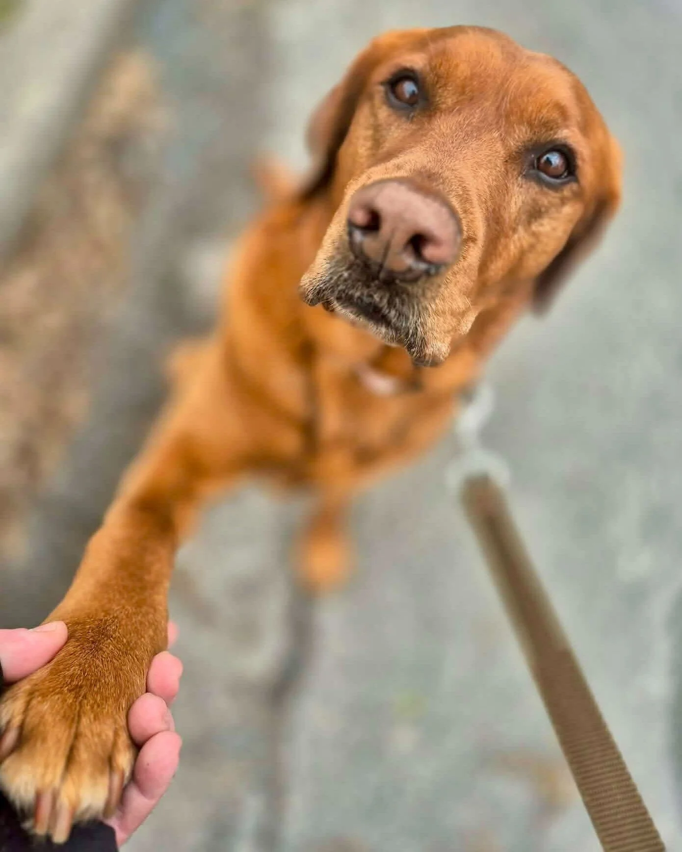 ✨ Tilly wanted to properly introduce herself. Nice to meet you too, Tilly