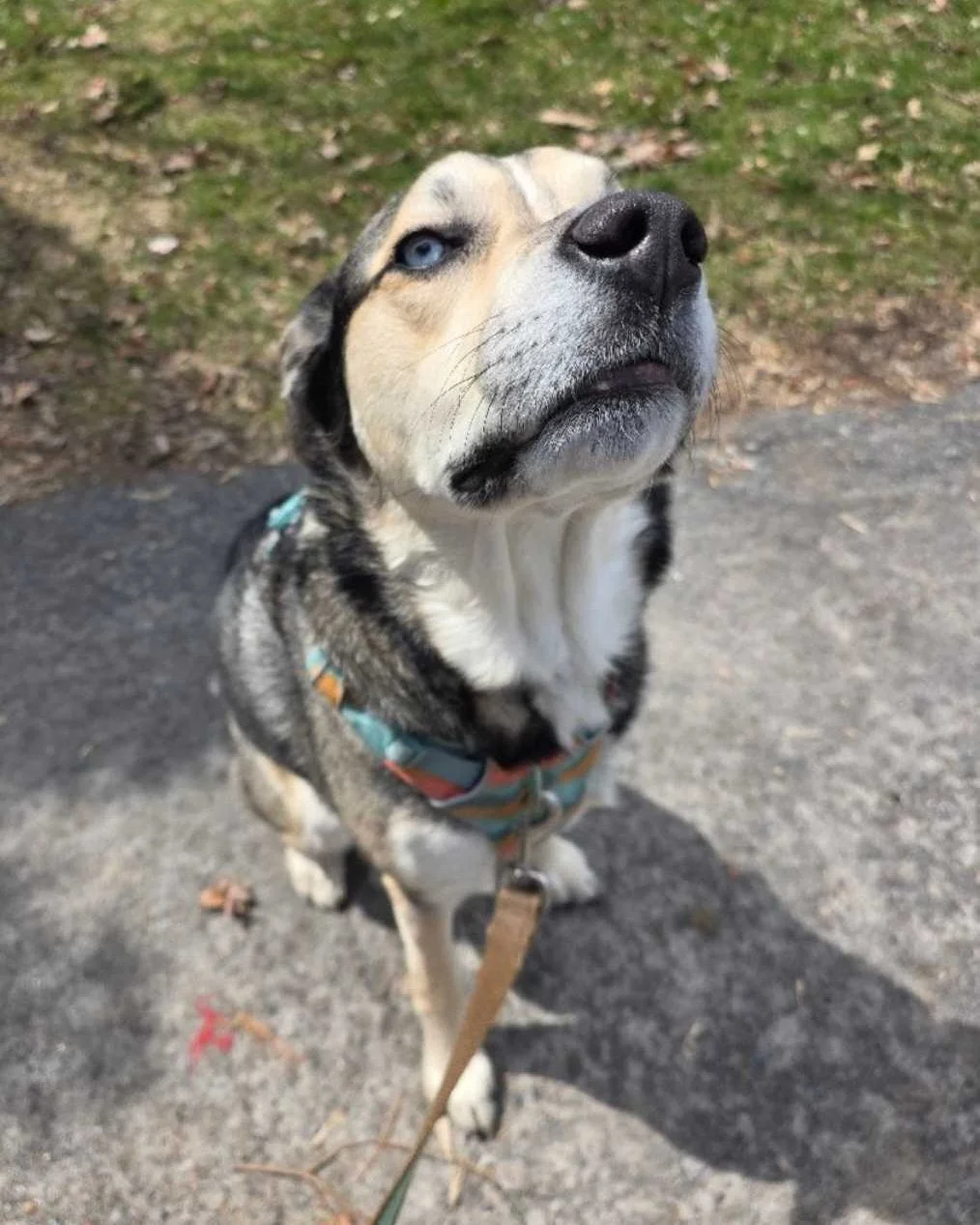 🌌 May the Fourth be with you - and with Bozzy, who has clearly mastered the Jedi stare.