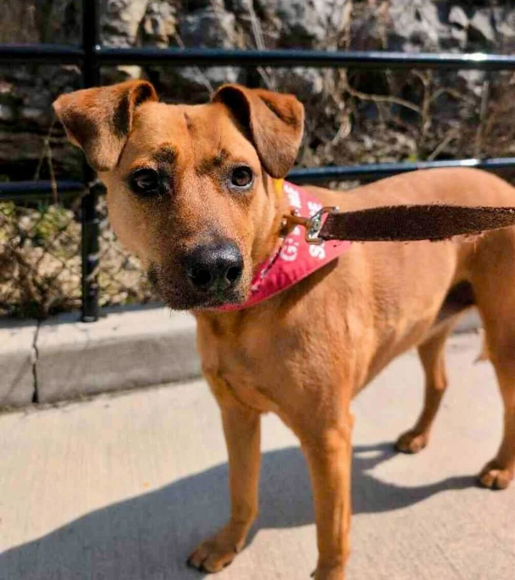 🐾 Pet of the Week - Meet Skylar! 🐾

✨ Skylar is a Potcake with a very selective social circle - and if you're in it, you know. She will barrel down the stairs the second she hears you at the door and make you feel like the most important person in 