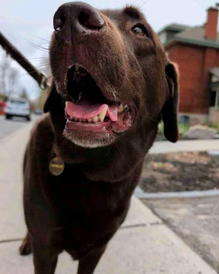 🥕 Did you know carrots are one of the best snacks you can give your dog?

✅ Low in calories, high in fibre, and packed with vitamins A, C, and K - they support healthy vision, immune function, and overall wellness.

🦷 Raw carrots make great chew tr
