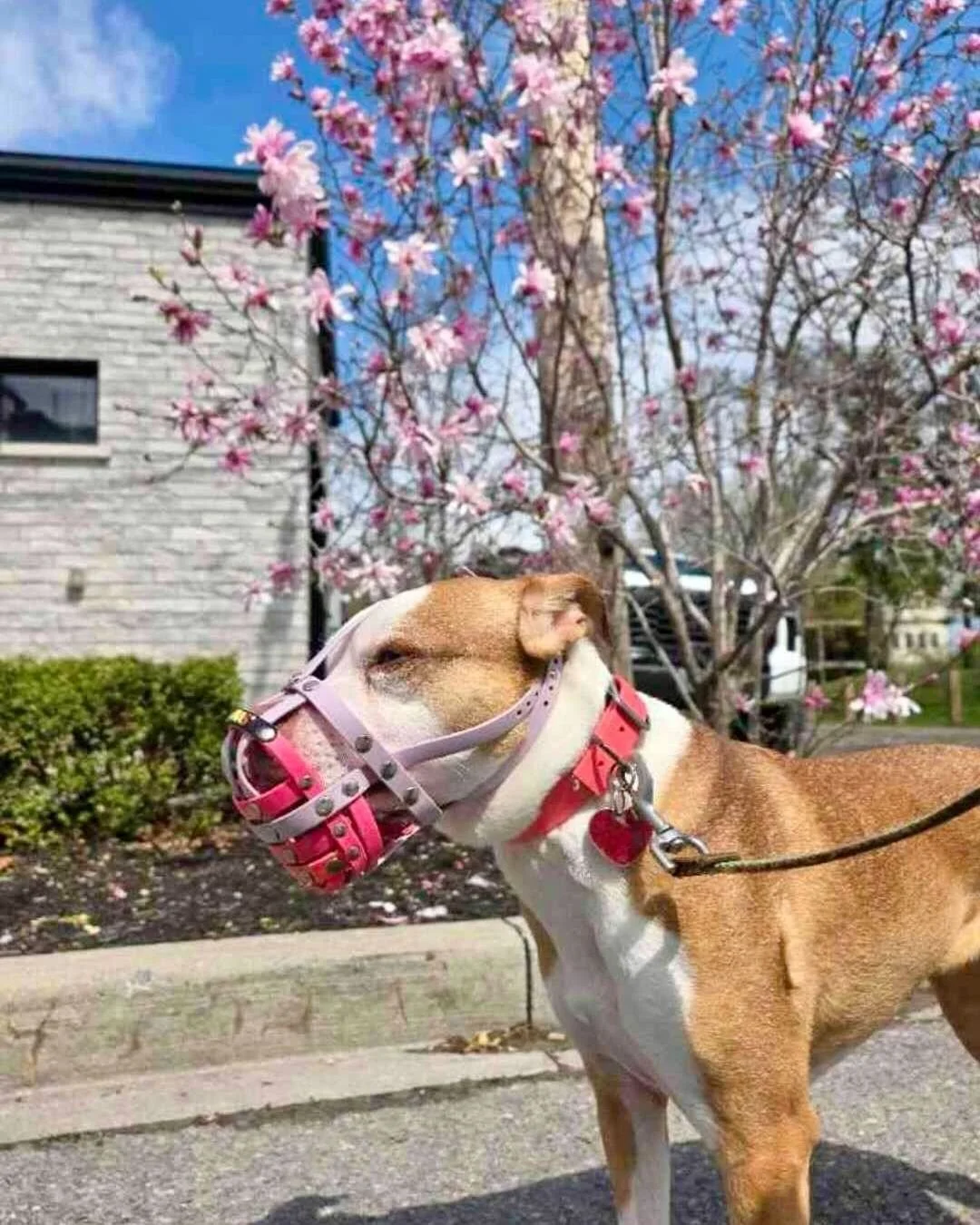 🌸 Spring has arrived and Luna is colour coordinated for the occasion. 

Pink on pink. We planned nothing. ✨