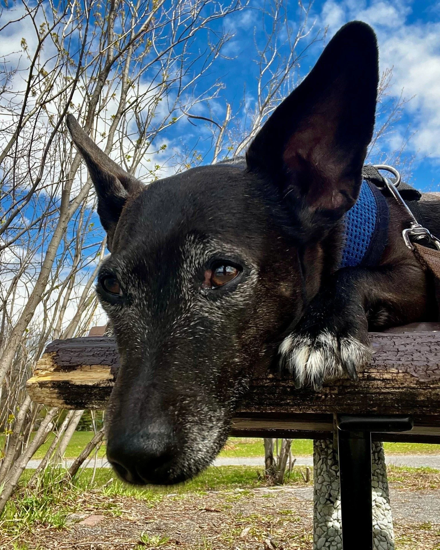 🐾 What's that? You want to know the benefits of our Express Blockwalk service? Say no more. Jilly's here to inform! 

☀️ A midday outing breaks up a long stretch at home - a little fresh air and movement goes a long way for a dog's mood and energy l