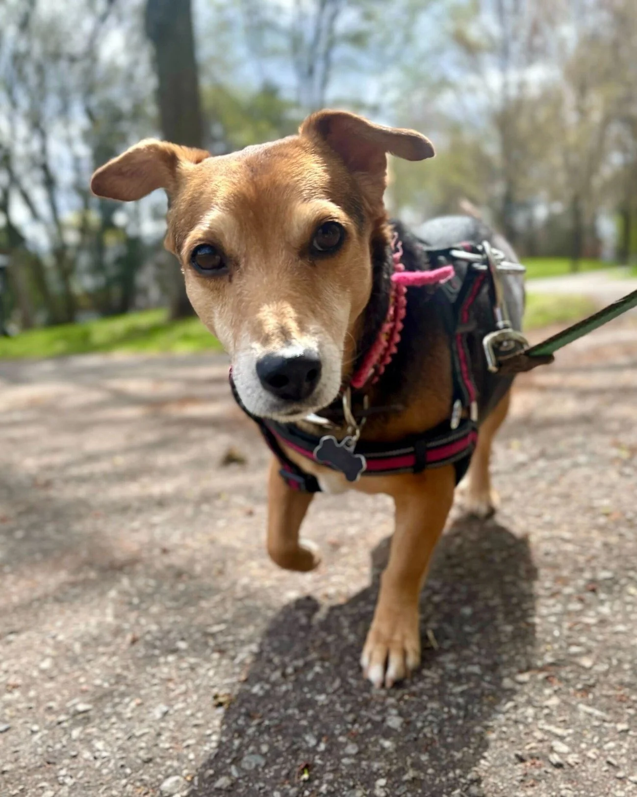 📰 Breed All About It - Potcake! 📰

🌴 One of the most unique and resilient dogs in the world - and today we're giving them the spotlight they deserve.

🍚 The name comes from the burnt rice and pea mixture locals in the Bahamas, Turks and Caicos, a