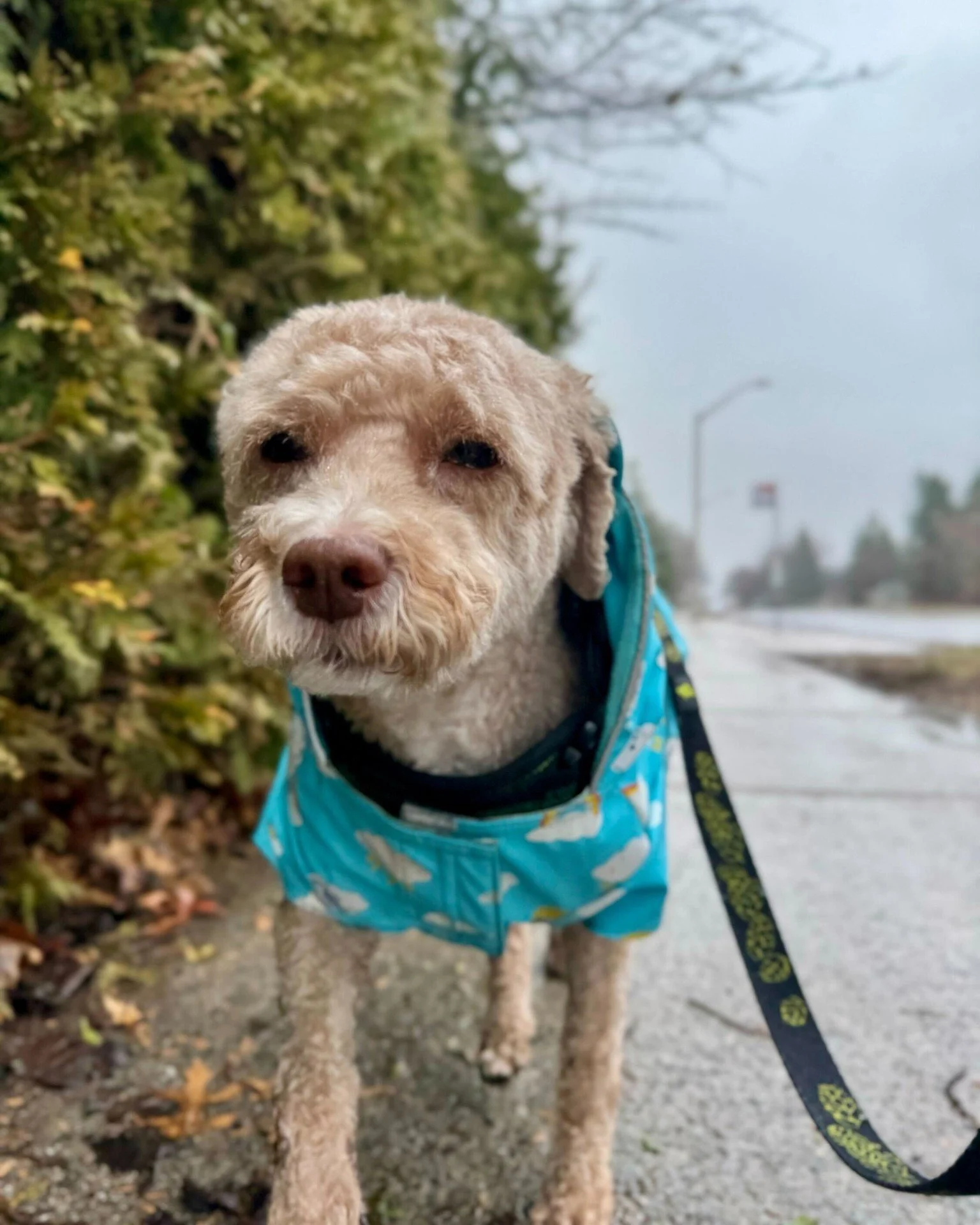 💡 Did you know a rainy walk can actually be beneficial for reactive dogs? Quinn wants to share the  secret! 

🌧️ Rain naturally encourages dogs to shake off - and shaking off is a recovery behaviour that helps dogs self-soothe and reset after a str