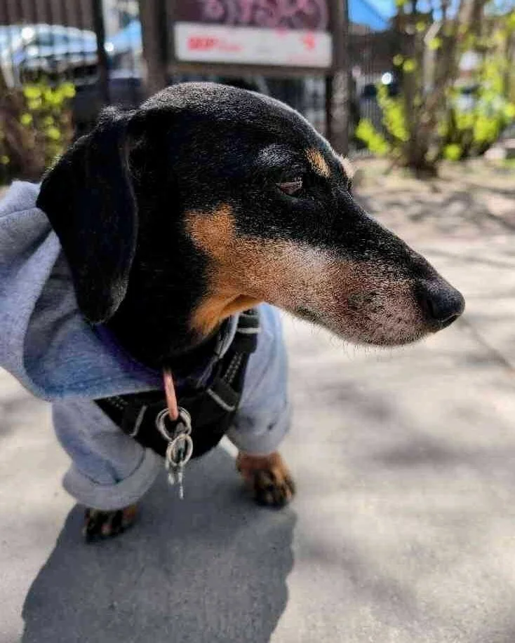 🐾 Pet of the Week - Meet Violet! 🐾

✨ Violet is a sweet little pup with a BIG personality - and if you've ever had the pleasure of meeting her, you already know.

👗 She's always dressed for the occasion - cozy coats, stylish sweaters, a true littl