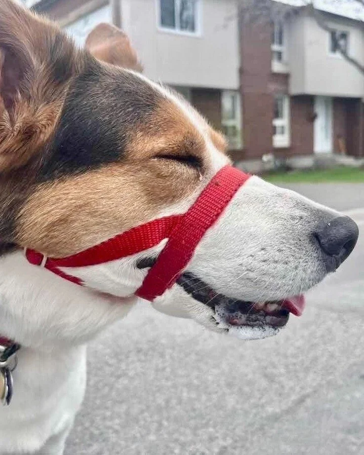 📰 Breed All About It - American Foxhound! 📰

🏛️ One of America's oldest breeds - and one of its most overlooked. The American Foxhound has been around since the colonial era, with George Washington himself playing a role in shaping the breed after