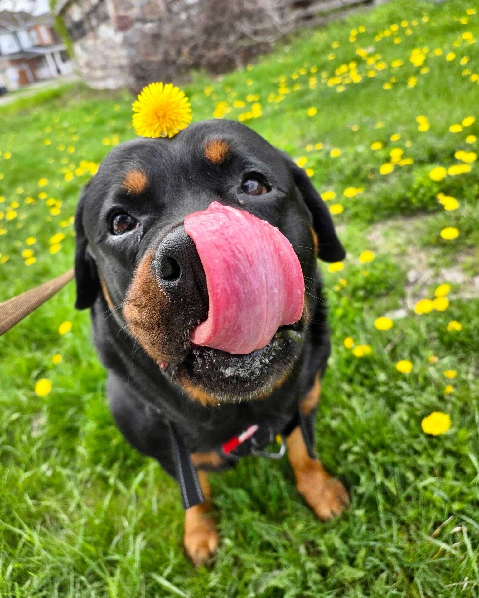 💡 Did you know dogs don't sweat the way we do?

🐾 Kobe is here to remind you to keep an eye on your pups this week.

🌡️ Instead of sweating through their skin, dogs regulate their body temperature primarily through panting. They do have a small nu