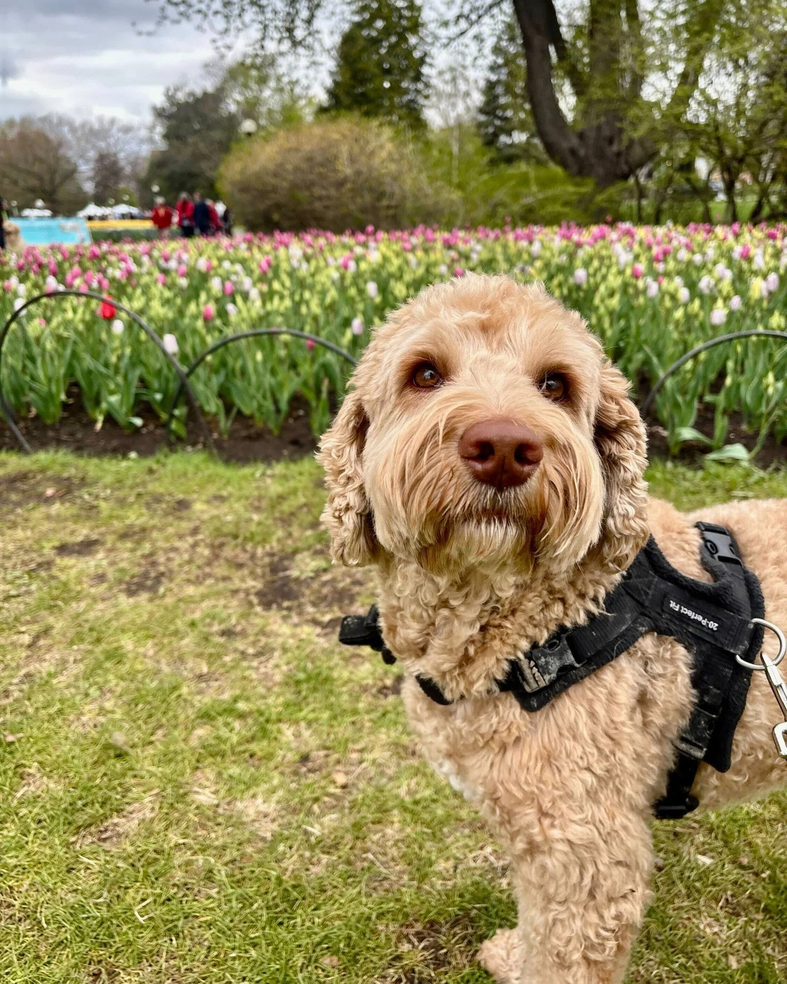🌷 Zary's tulip festival review: 10/10, would sniff again.