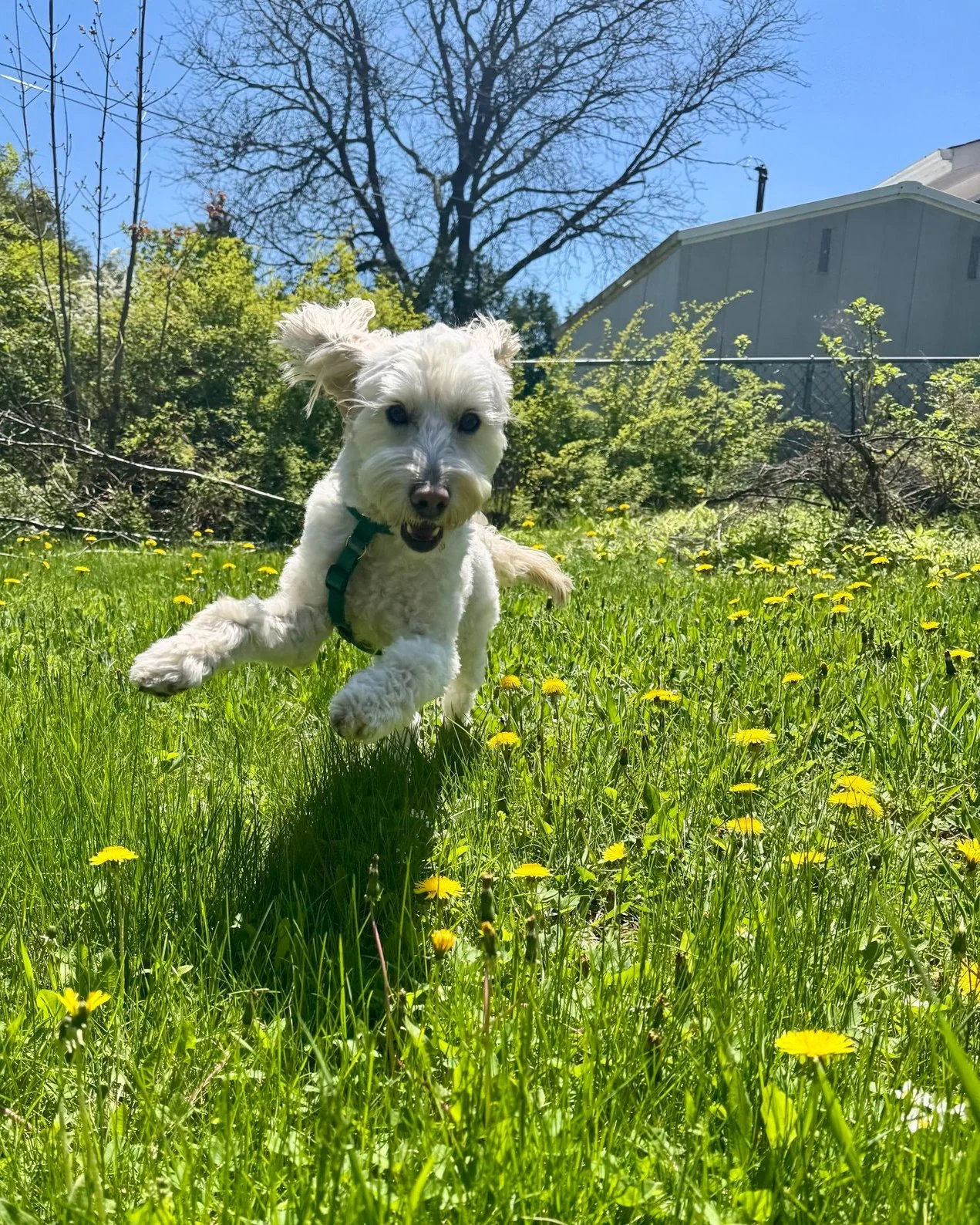 🐾 Does your pet need a little extra attention during the day? Our Furbaby Sitting service might be exactly what you're looking for.

🐶 Whether you have a rambunctious puppy who isn't ready to be left alone, a dog with separation anxiety, or a pet w