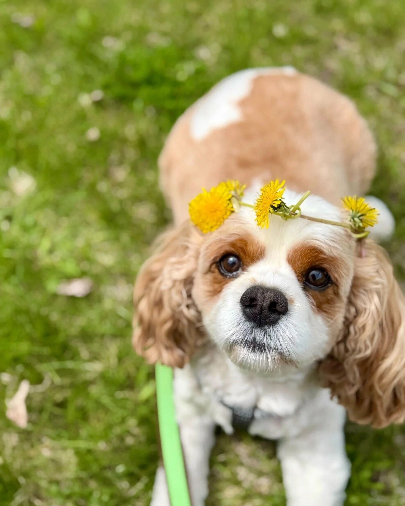 👑 "Excuse me. Why are you all the way up there? You are supposed to bow down to me. I am King Fitzgerald of the Dandelion Realm and I did not give you permission to stand."

What does your dog think they rule over? Drop it in the comments.