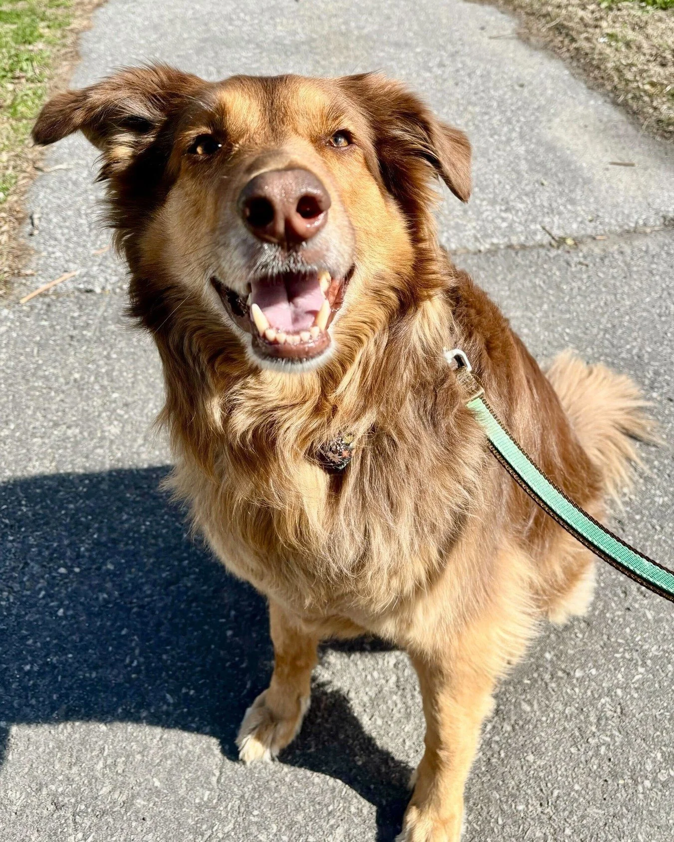 ☀️ The face Mocha makes when you tell her she's a good girl.