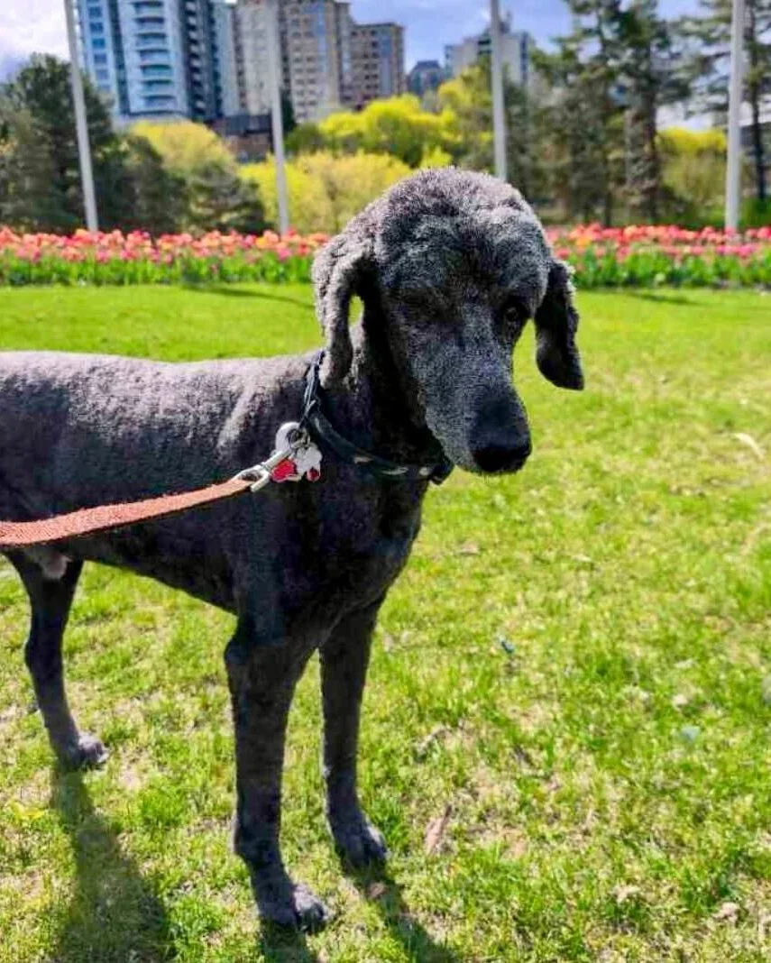 🐾 Pet of the Week - Meet Ernest! 🐾

✨ Ernest only has one eye, but don't let that fool you - he sees everything that matters. Like us pulling up for his walk.

💚 This sweet boy never fails to make our day. Every single visit he greets us like it's