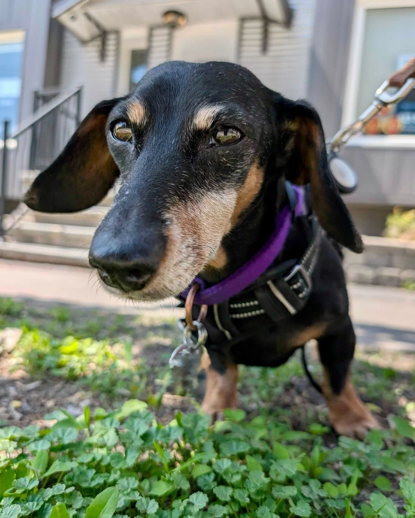 📰 Breed All About It - Dachshund! 📰

🦸 Don't let the size fool you. Dachshunds were developed in 17th century Germany to hunt badgers - their name literally translates to "badger dog." The same dog that fits in a handbag was bred to take