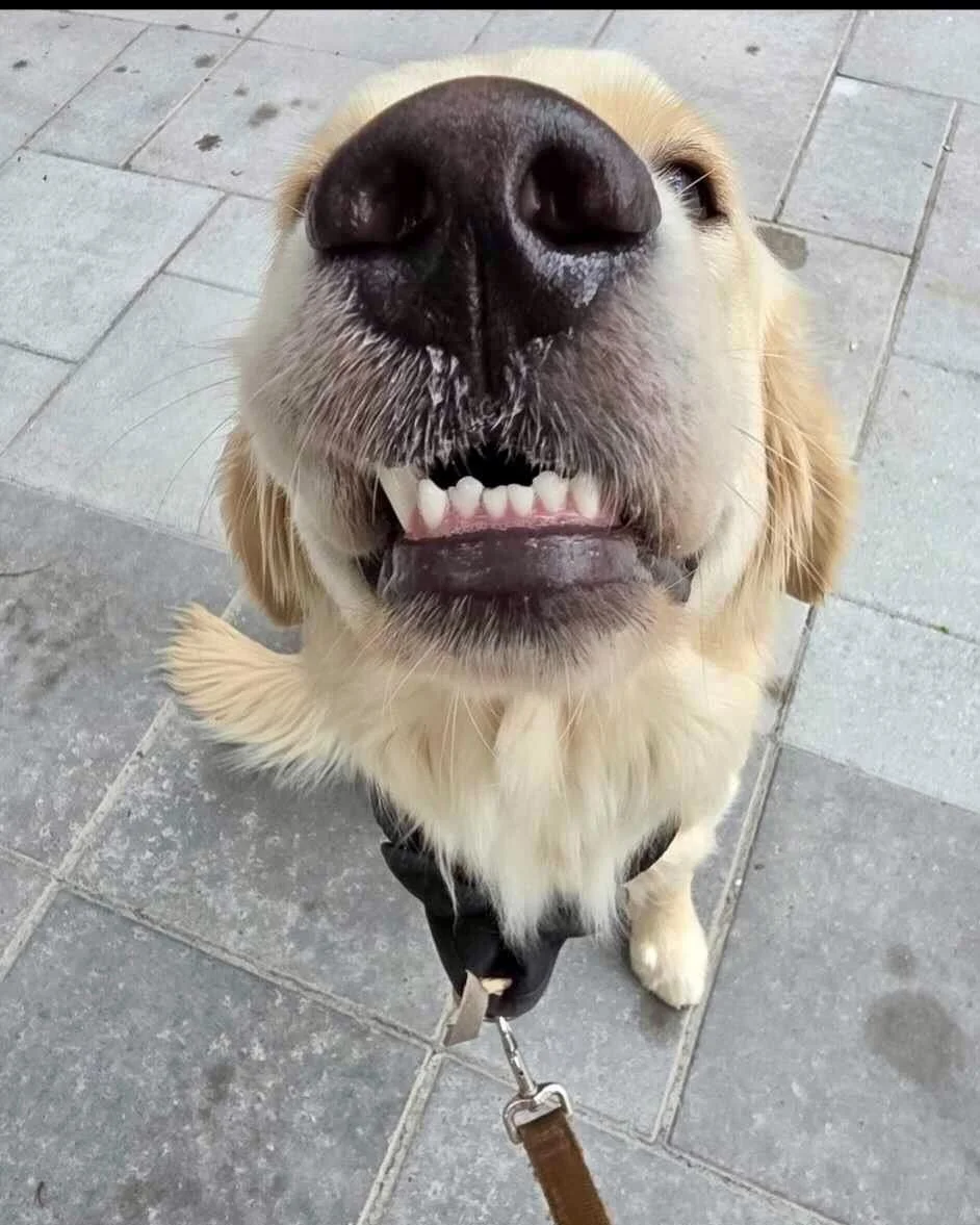 💡 Did you know your dog can feel exactly how you're feeling - right through the leash?

🐕 Dogs are natural empaths. They pick up on our energy, tension, and emotions constantly - and when they're leashed, that connection becomes even more direct. E