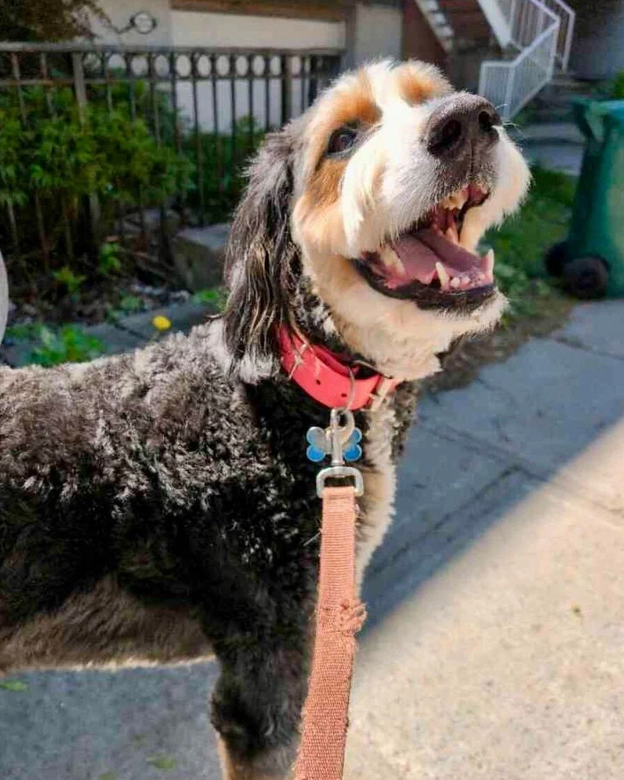 ✨ Nobody is happier to be outside right now than Bolin. Nobody.