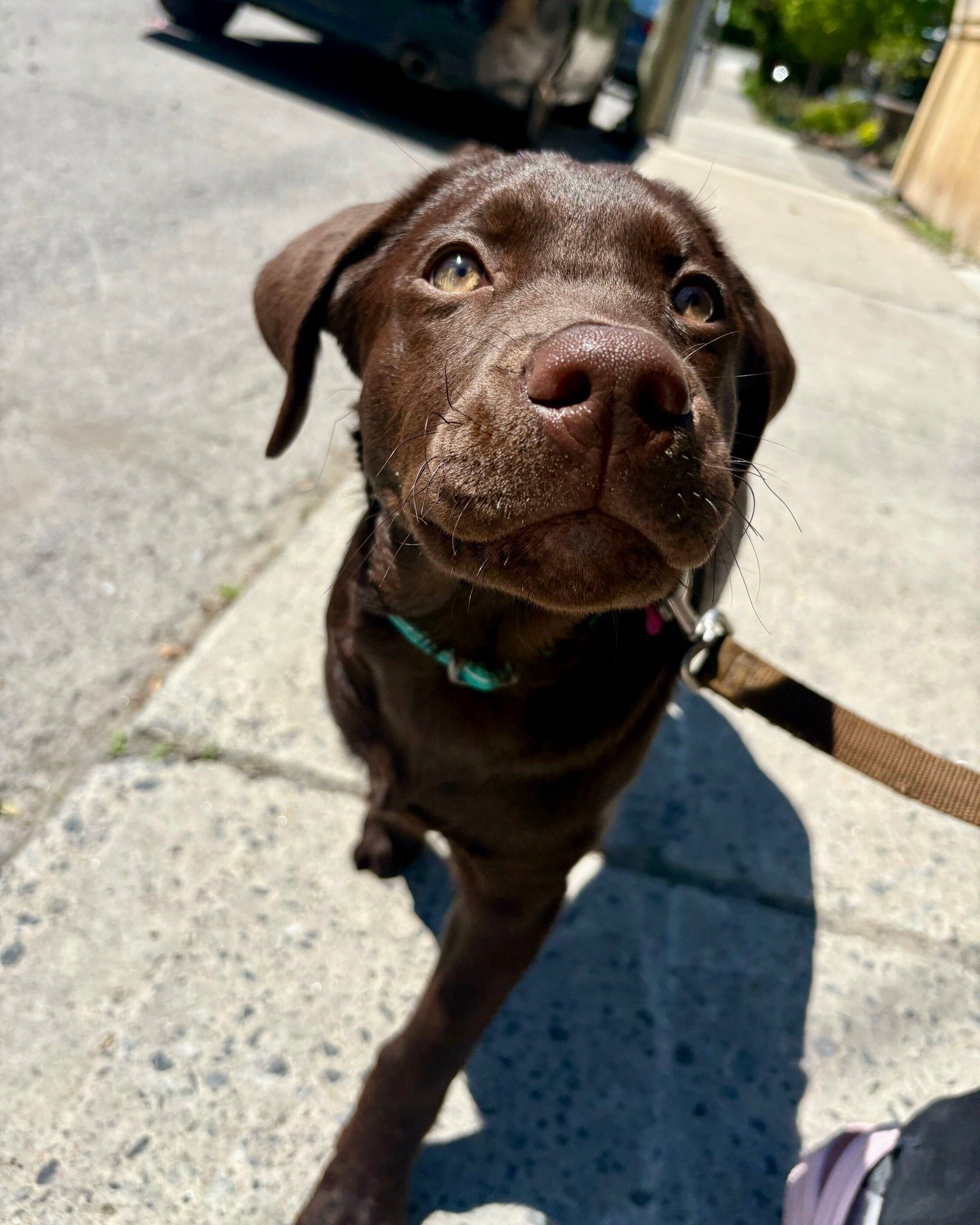 🐾 Meet Cocoa, and yes - she is just as sweet as she looks.

🐶 If you have a new puppy, a structured Blockwalk can be one of the best things you do for them early on. Here's why.

🏘️ Puppies are sponges. Every walk is an opportunity to learn how to