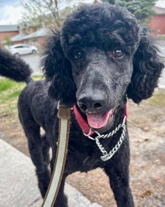 📰 Breed All About It - Poodle! 📰

Say hello to Jazz, bringing brains, bounce, and flawless curls to every walk. ✨

💧 Elegant and fabulous - but behind those curls is a seriously athletic working dog with a swampy backstory. Poodles originated in G