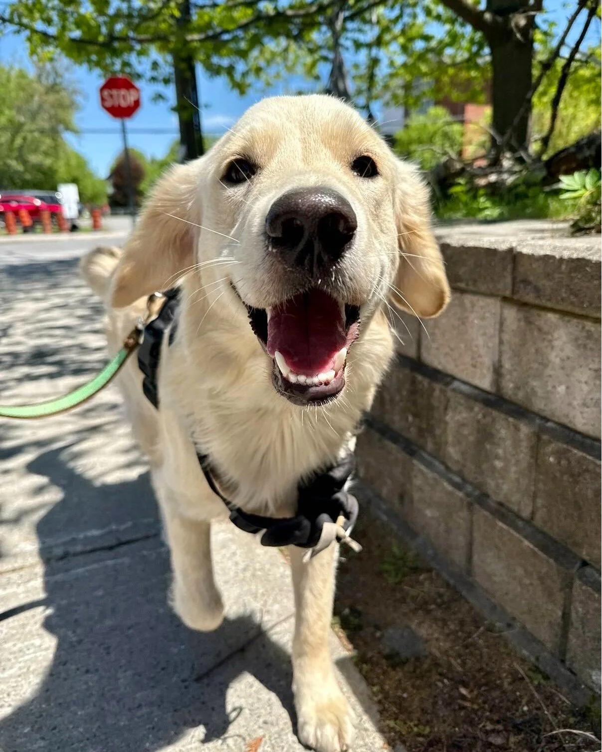 💡 Major says stop - before you head out for a walk this summer, check the pavement first.

✋ The 5 second rule: place the back of your hand on the pavement for 5 seconds. If it's too hot to hold, it's too hot for your dog's paws.

🌡️ Pavement can r