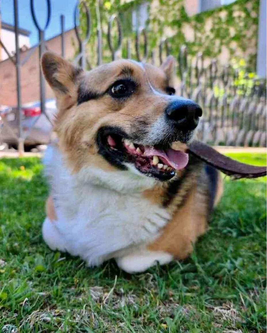 🐾 Happy International Corgi Day - and nobody is celebrating harder than Harrison.

👑 Today we honour the short legs, the big personalities, and the absolute chaos they bring to every walk. 

🧚 Welsh legend says Corgis were the chosen steeds of fai