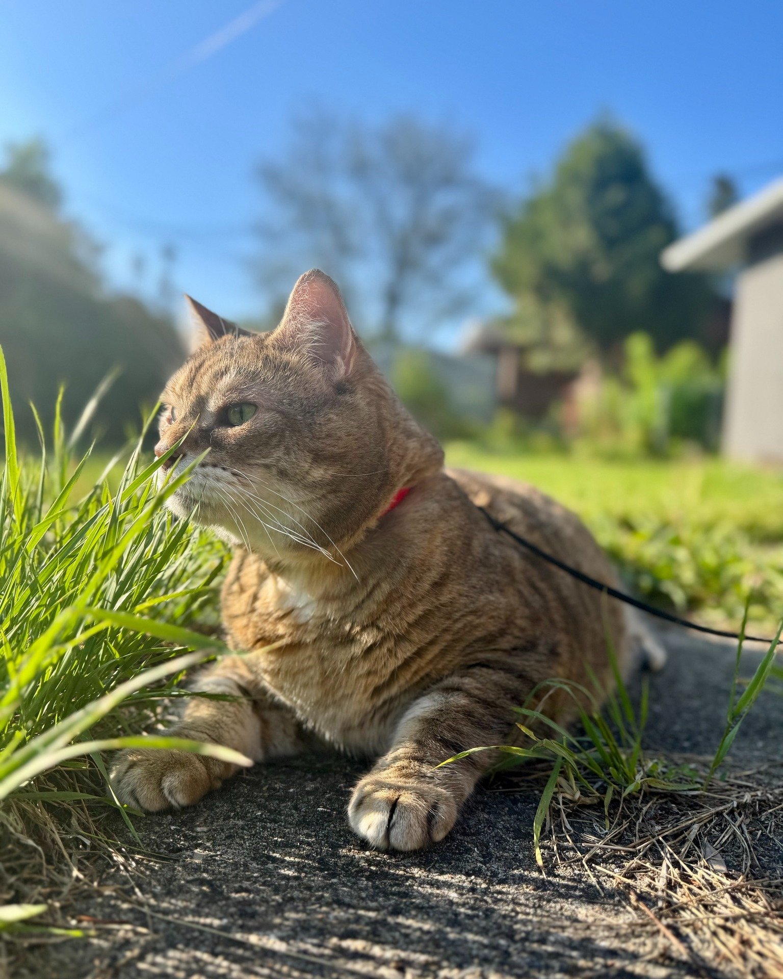 🐱 June is National Adopt a Cat Month - and we couldn't think of a better time to talk about our Pussy Patrol service.

✨ Whether you're a longtime cat parent or thinking about welcoming a new feline into your home, life gets busy - and cats deserve 