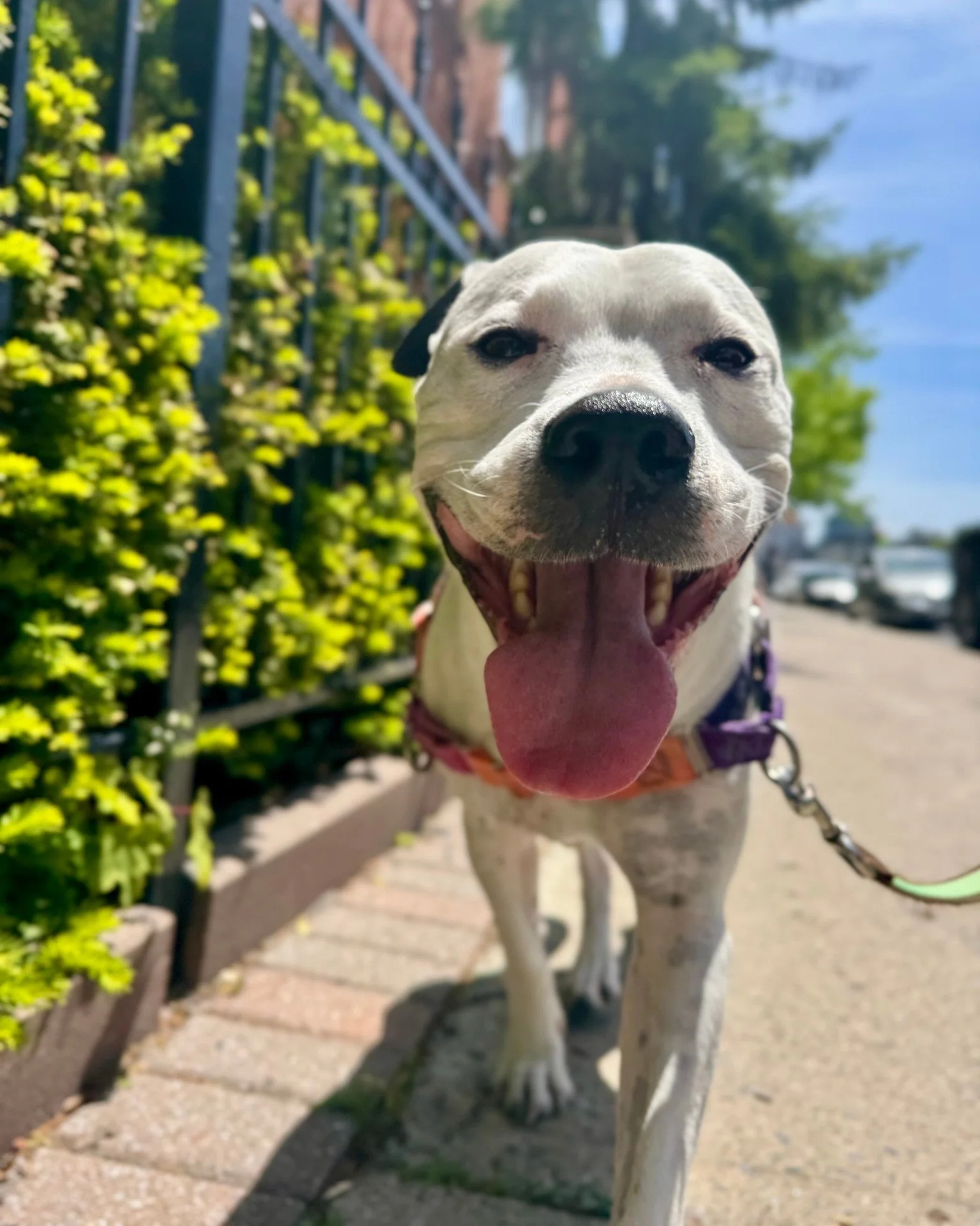 🥳 This is Darla, and she is PEAK best friend energy.

😍 Monday is National Best Friend Day, and we think she's got the title locked up.

🐾 Here's to the ones who greet you like you've been gone for years, even if you just stepped outside for two m