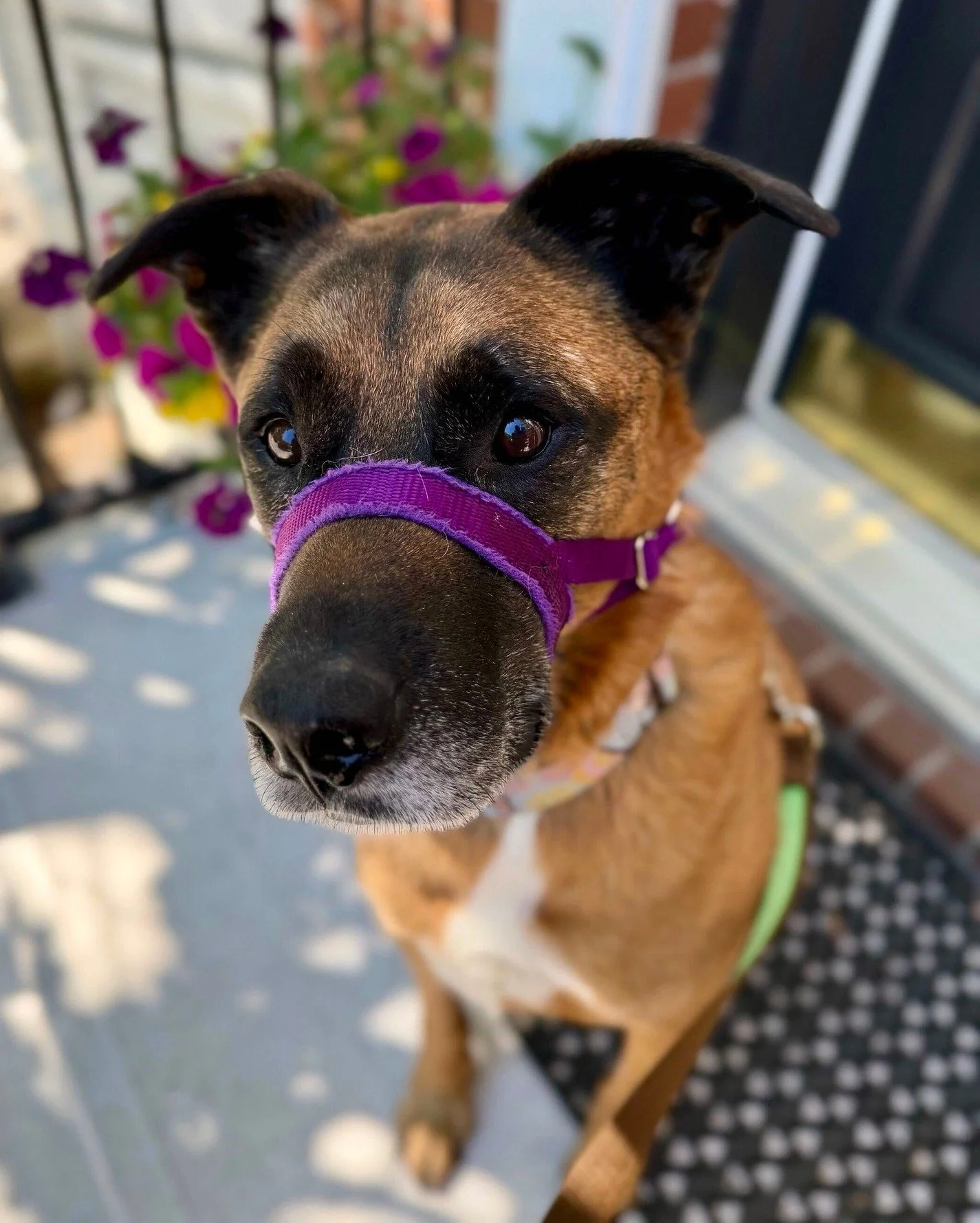🐾 June 7-13 is Pet Appreciation Week, and Bruno here is just one of the many reasons we love what we do.

🐶 To every dog in the bsquad - from the zoomie experts to the professional nappers - thank you for letting us be a part of your daily lives.

