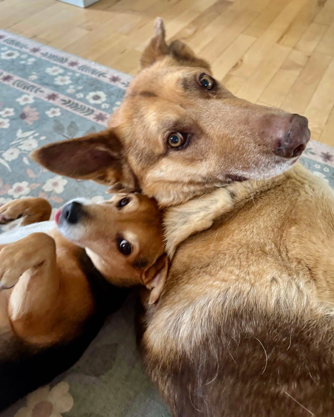 🐾 Pet of the Week: meet Cash and Kiwi! 🎉

🐕 Cash and Kiwi are the ultimate sibling duo - big brother and little sister energy all the way. They like to do their own thing on walks, but what they can always agree on is a good postwalk treat. 🍪

😄