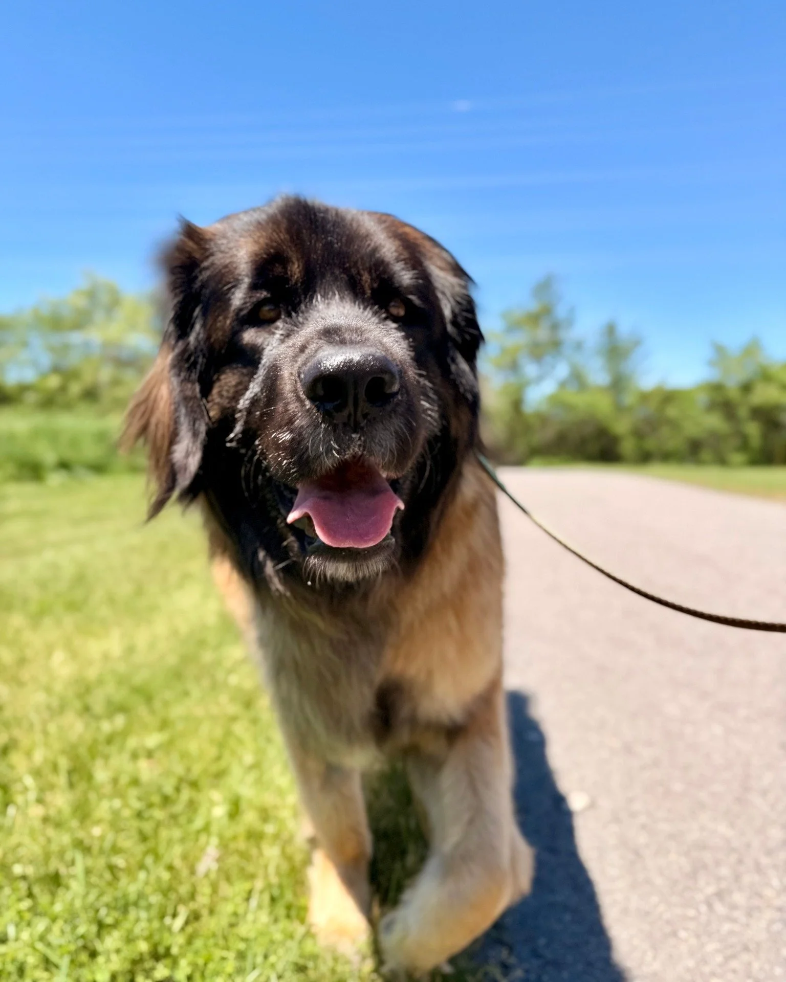 📰 Breed All About It: the Leonberger! 🦁

🐾 Meet June, and yes - she is just as majestic in person as she looks right here.

🦁 Leonbergers are a giant breed originally developed in Germany, bred to resemble a lion. And yes... mission accomplished.