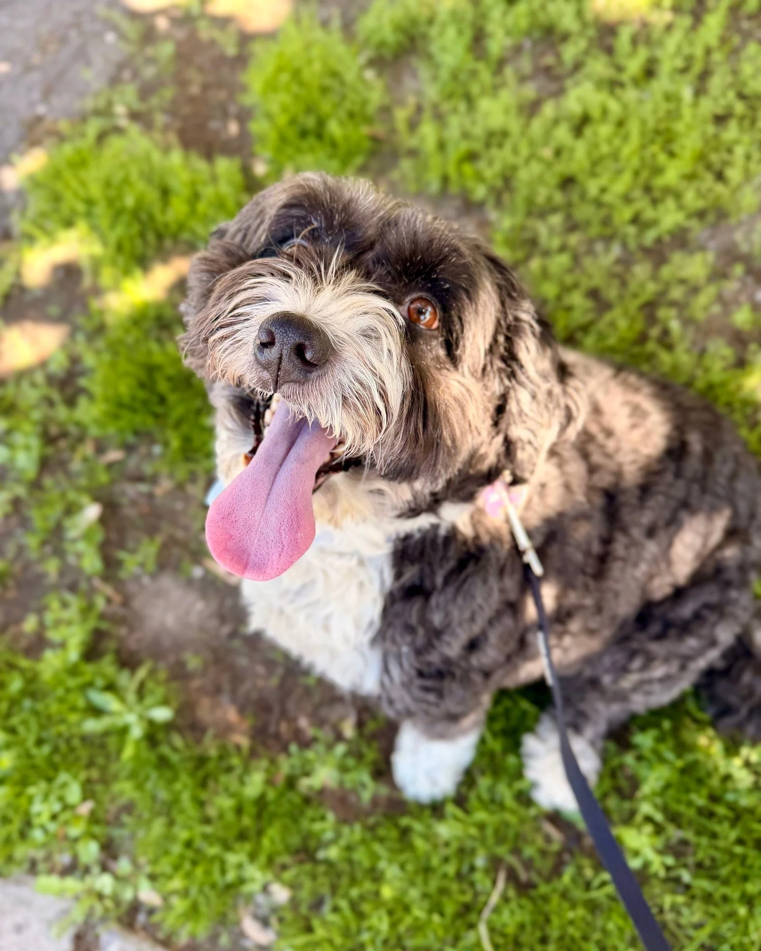 💡 Did you know? Soaking your dog head to toe when they're overheating can actually work against you.

🐾 Wet fur can trap heat close to the body instead of releasing it - the opposite of what you're going for.

🌊 A better bet? Cool water on the paw