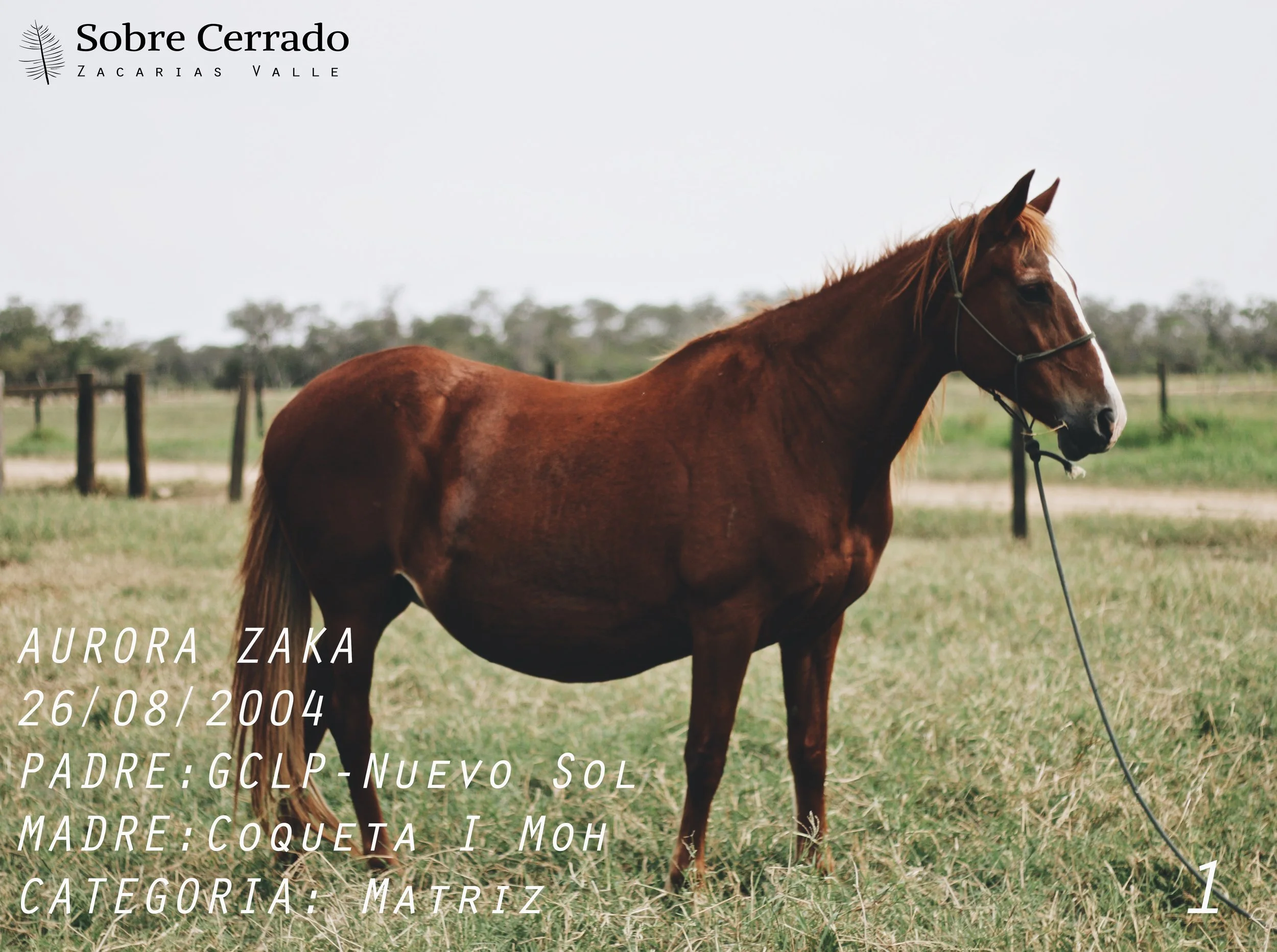 AURORA ZAKA COREGIDO.jpg