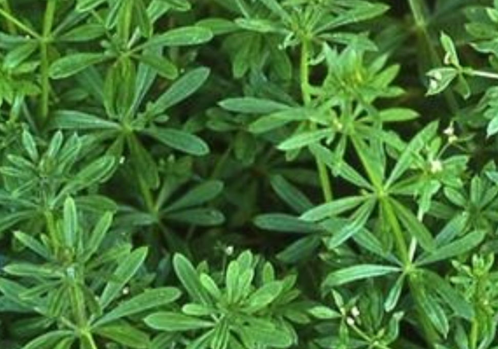 Cleaver Triple Tincture