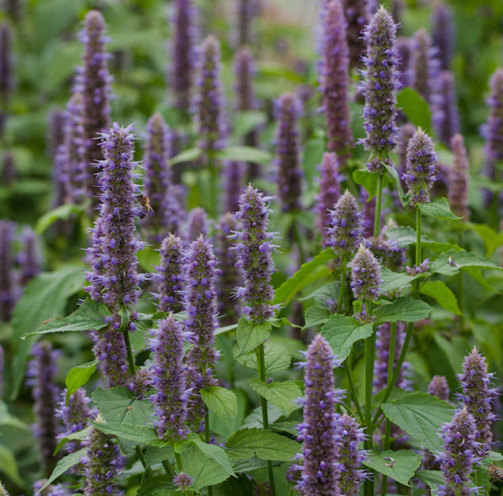 Anise Hyssop Triple Tincture