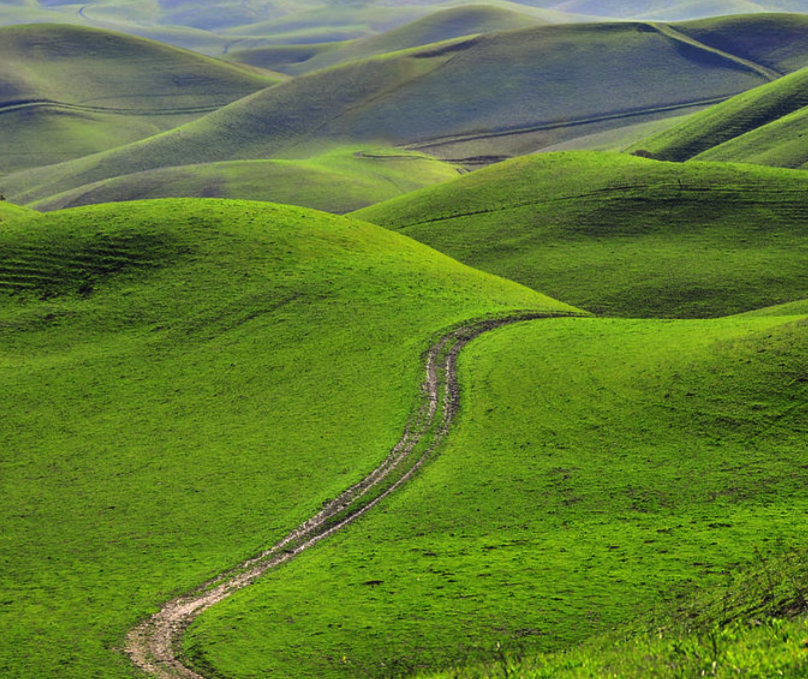 Have You Ever Seen the Hills So Green?