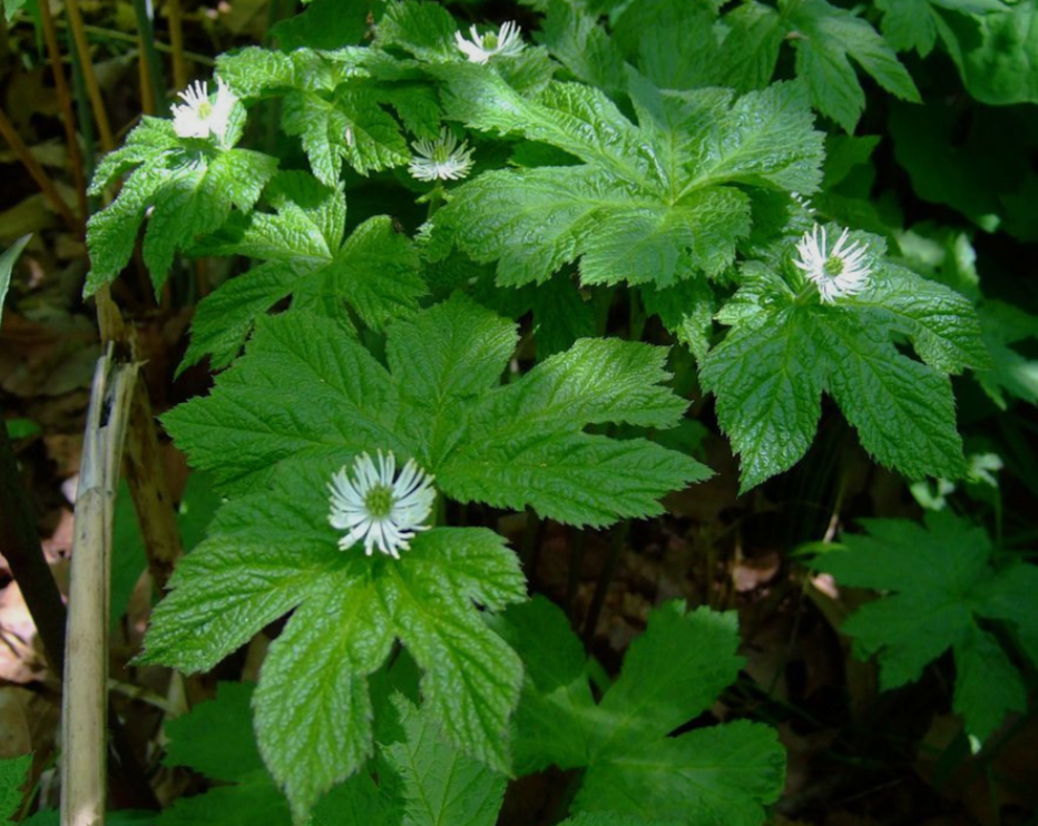Goldenseal Triple Tincture