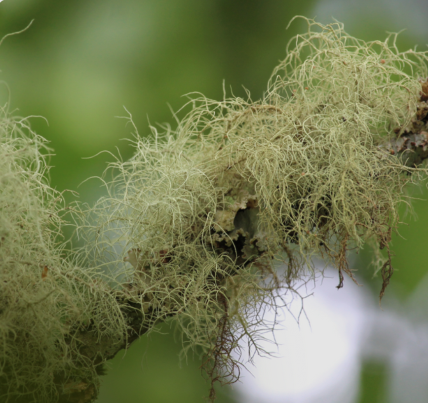 Old Man's Beard Triple Tincture