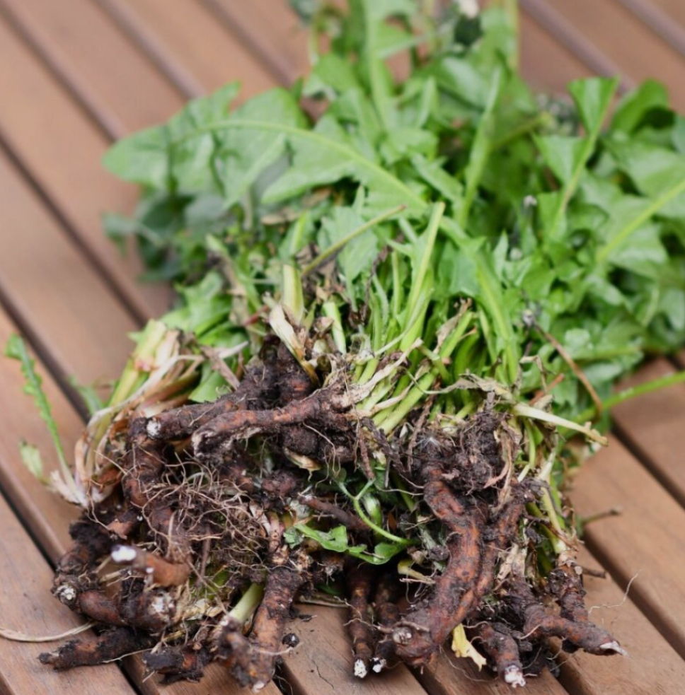 Roasted Dandelion Root Triple Tincture