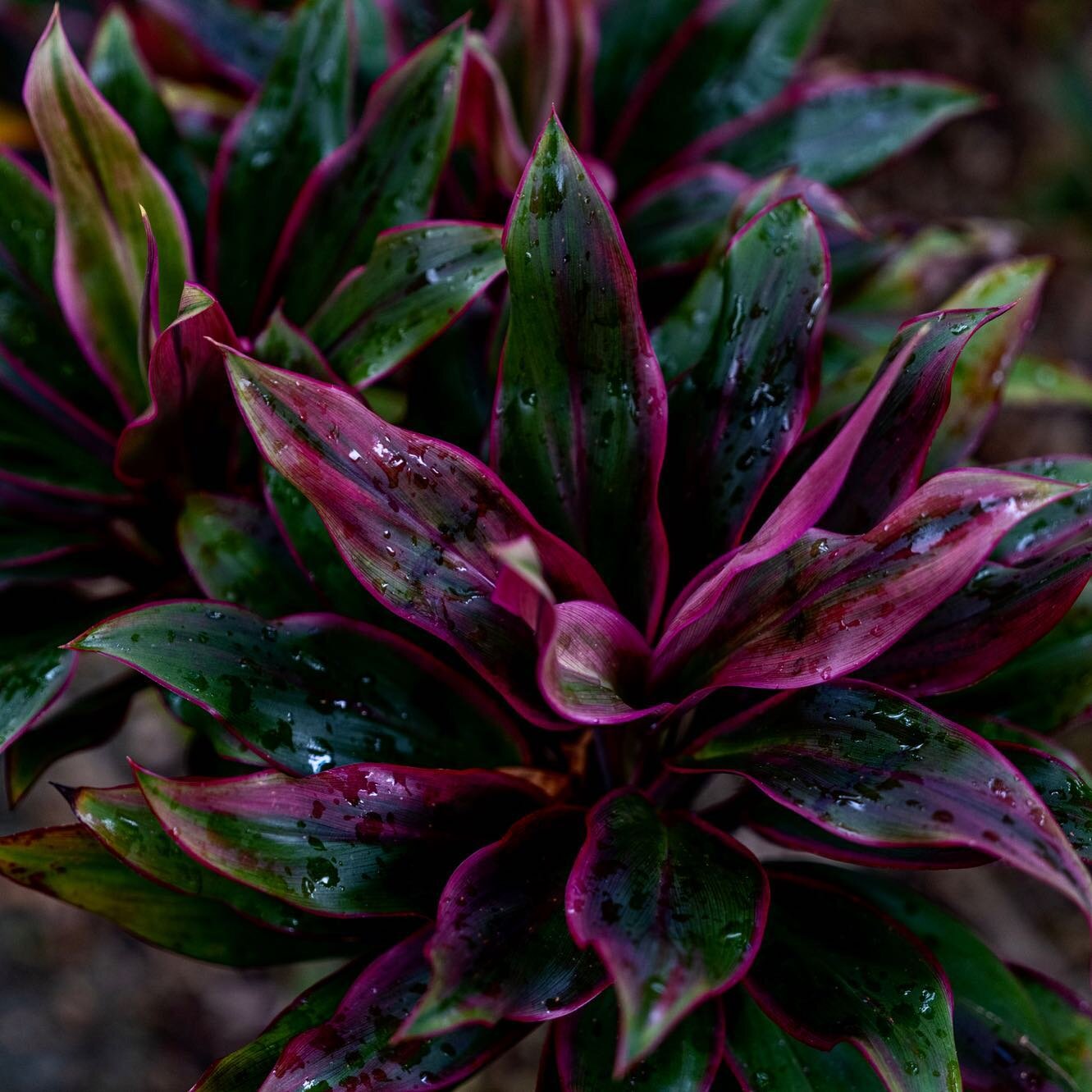 Botanical garden wandering @fujifilmx_us @uhlyonarboretum #fujifilm #fujifilmgfx100s #honalulu #lyonarboretumbotanicalgardens #hawaiivacation #hawaii #botanicalgardens #plantsofinstagram #picoftheday #beautiful #earth #tropicalplants #wanderlust #wan