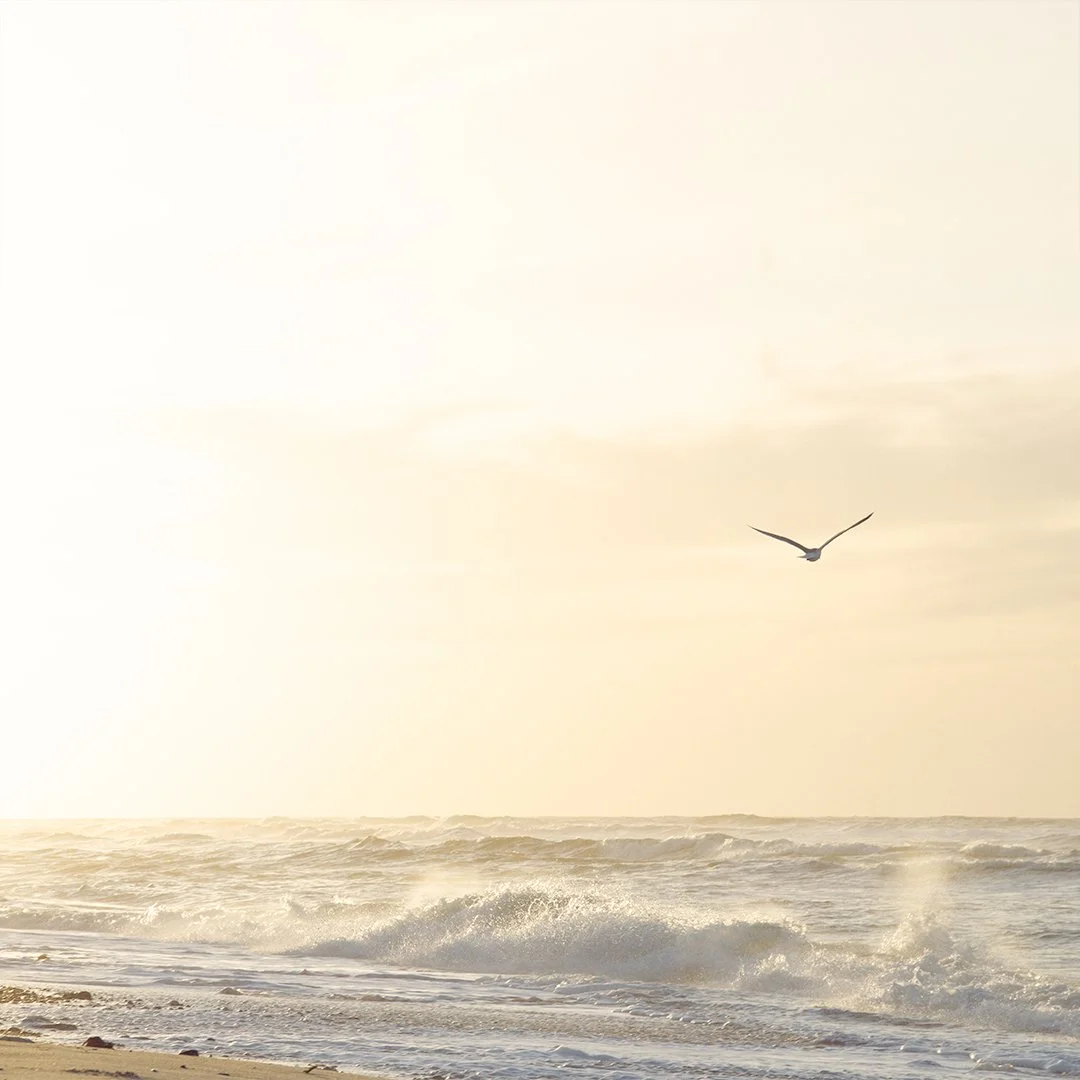 I dag var en af de dage, hvor solen br&oslash;d gennem den gr&aring; november og badede stranden i guld 🌊💛✨

Jeg gik en tur ved havet i det smukke lys, med glitrende b&oslash;lger og frisk vestenvind, der gav mig ny energi. For mig er havet som en 