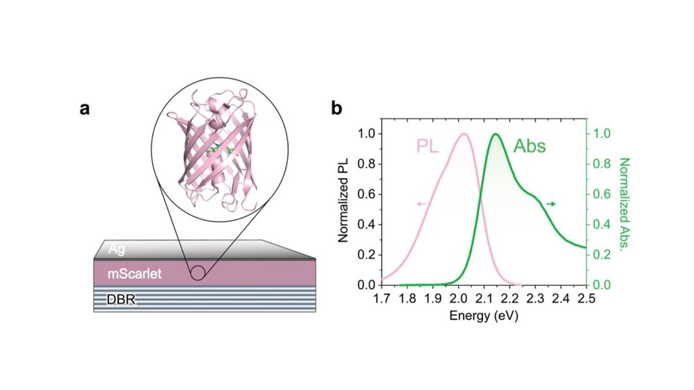 Research: Photonic Biocomputing — Koder Lab