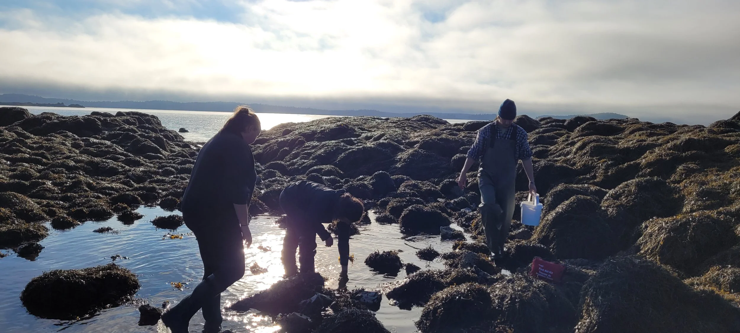 tidepool.jpg
