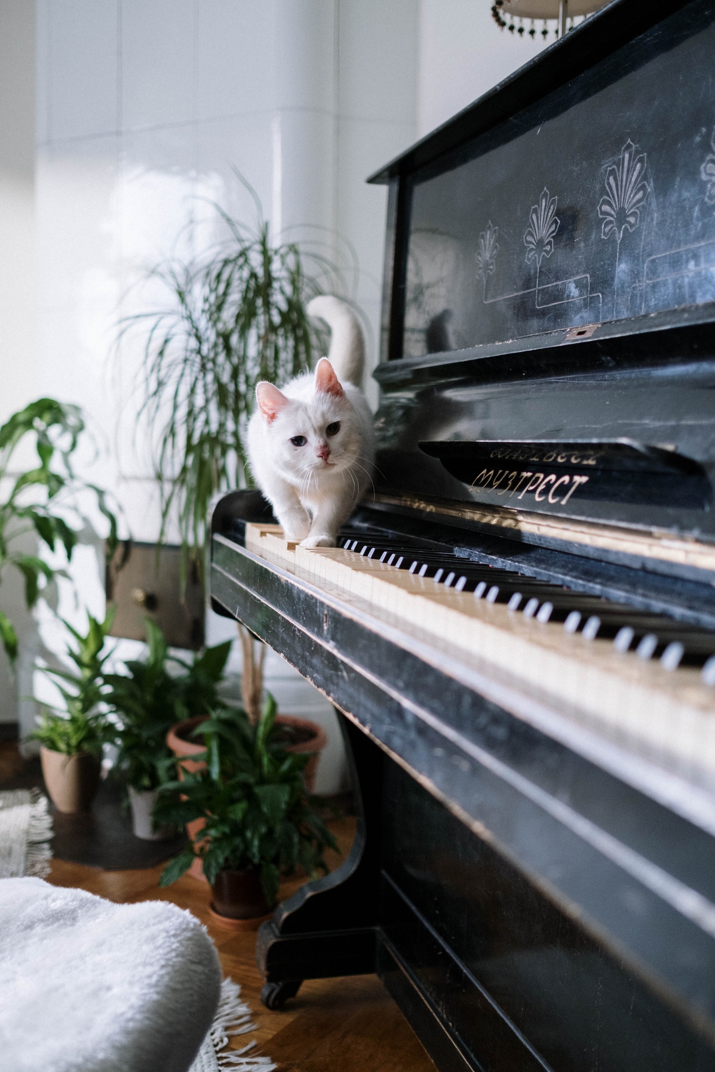 Feline friends feted with a fugue…