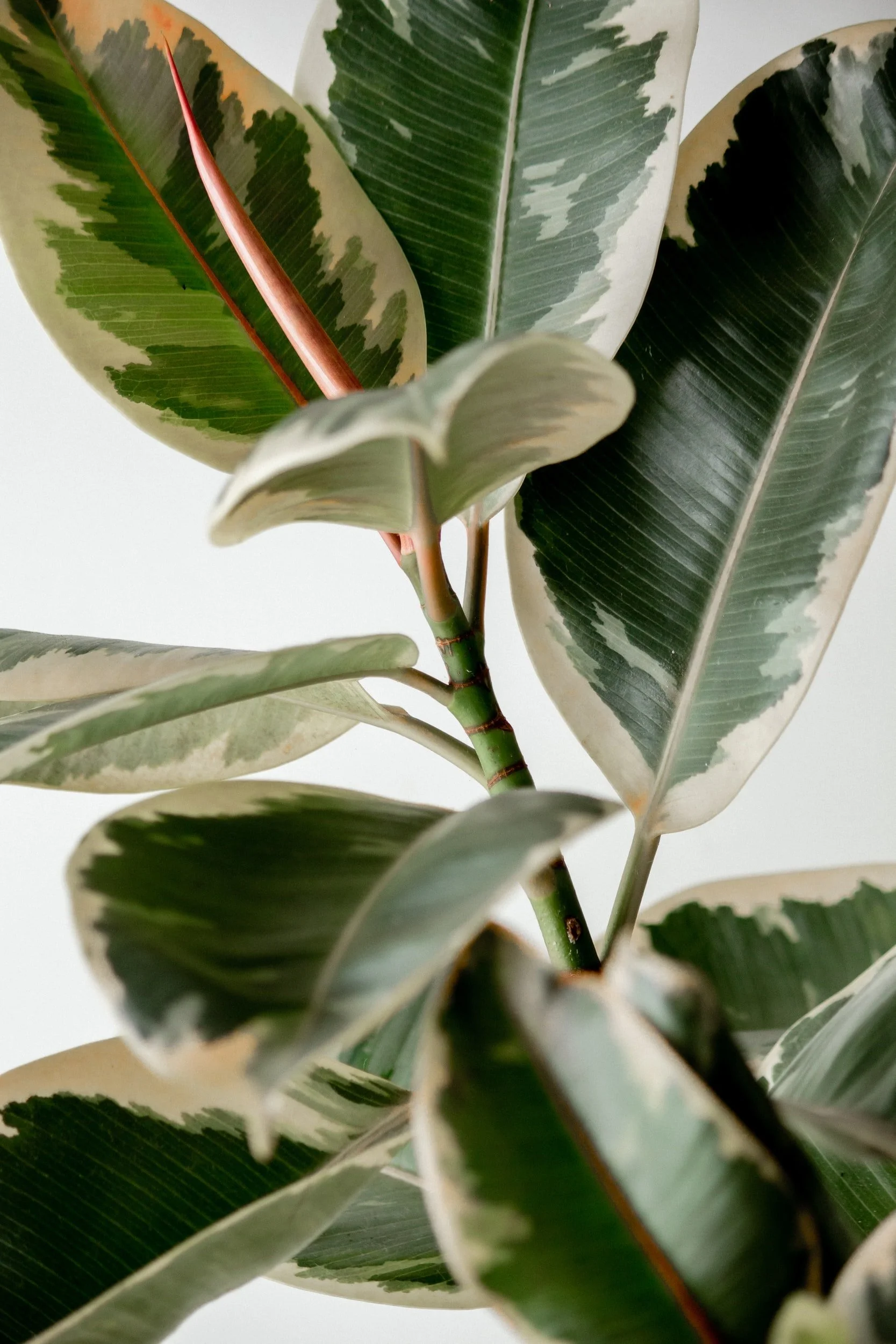 unsplash-image-Yeqv5-QHAso.jpg