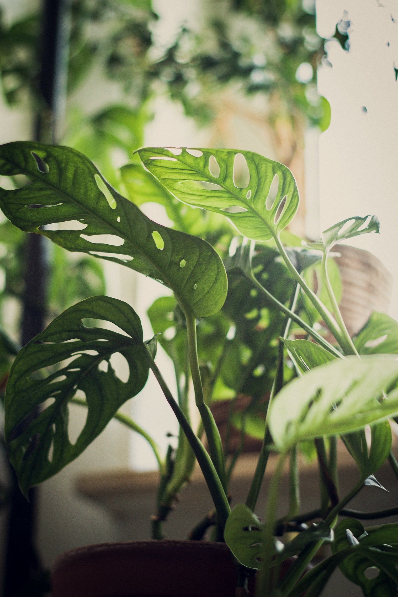 unsplash-image-DSduFugtgY0.jpg