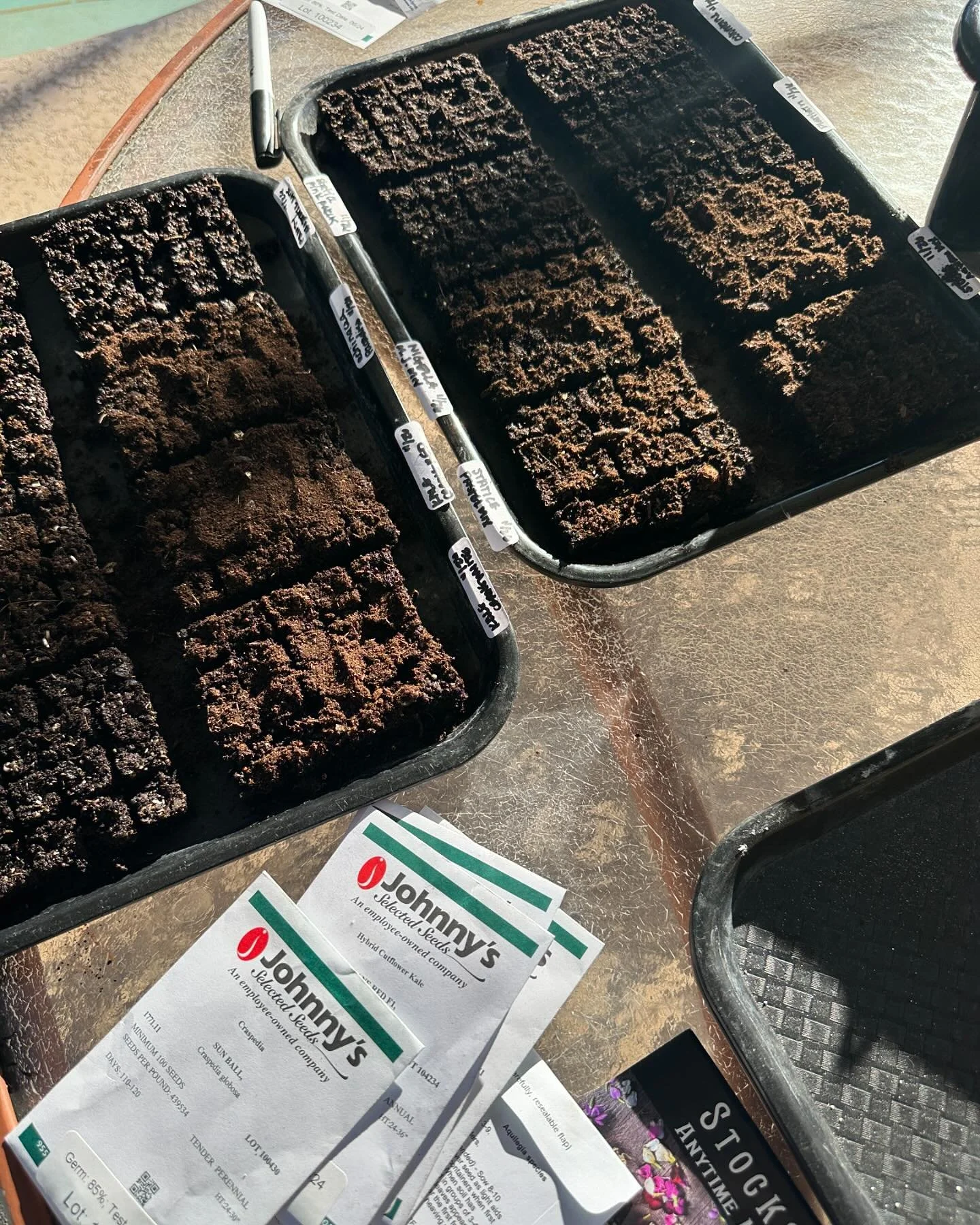 Long afternoons spent out back while the kids run around on holiday break are my very favorite. While there isn&rsquo;t much in bloom now, the garden is already filling up with spring favorites. Our mild winters give snapdragons, feverfew, ranunculus